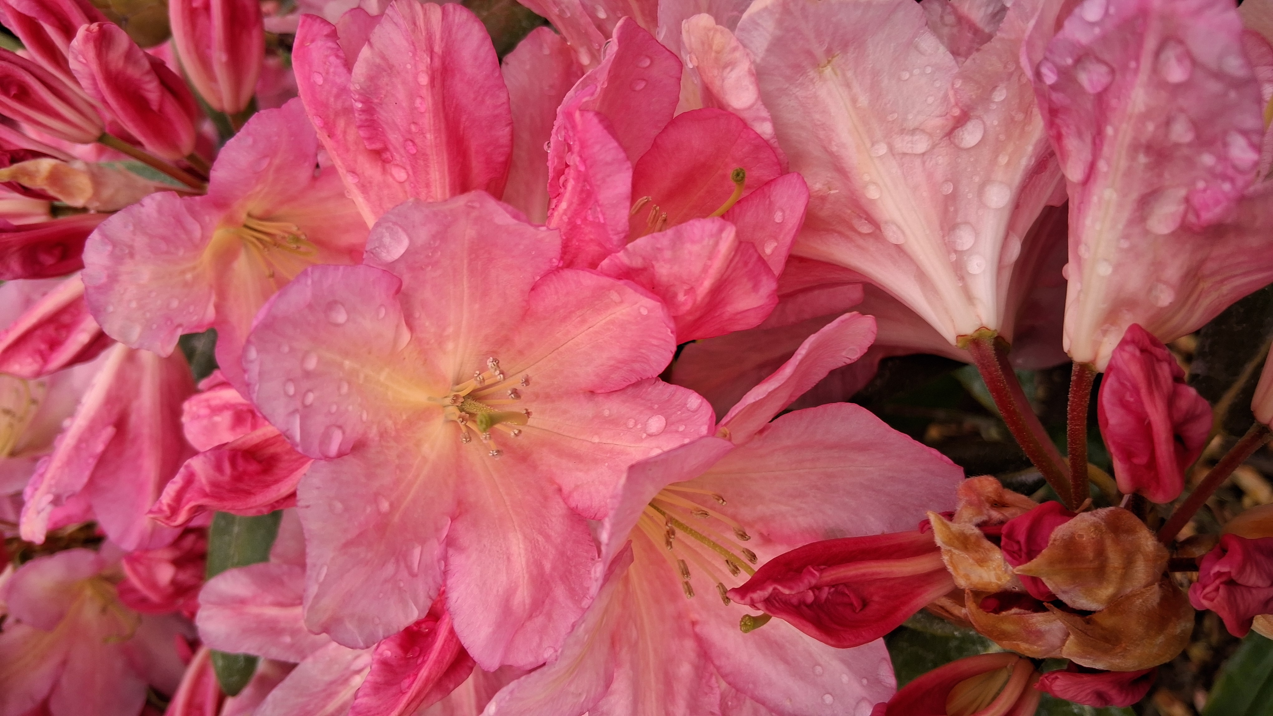 Rhododendron Bali photo