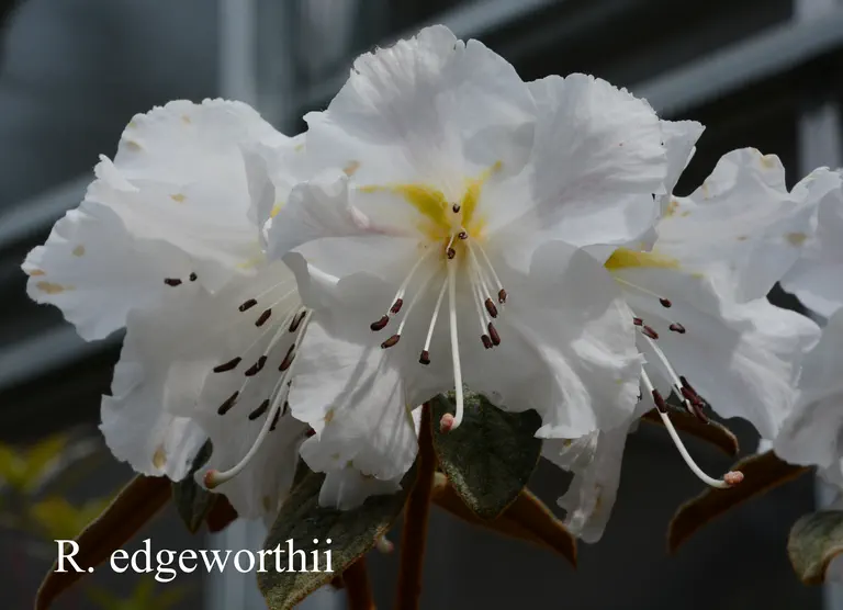 Photo of R. edgeworthii, Species