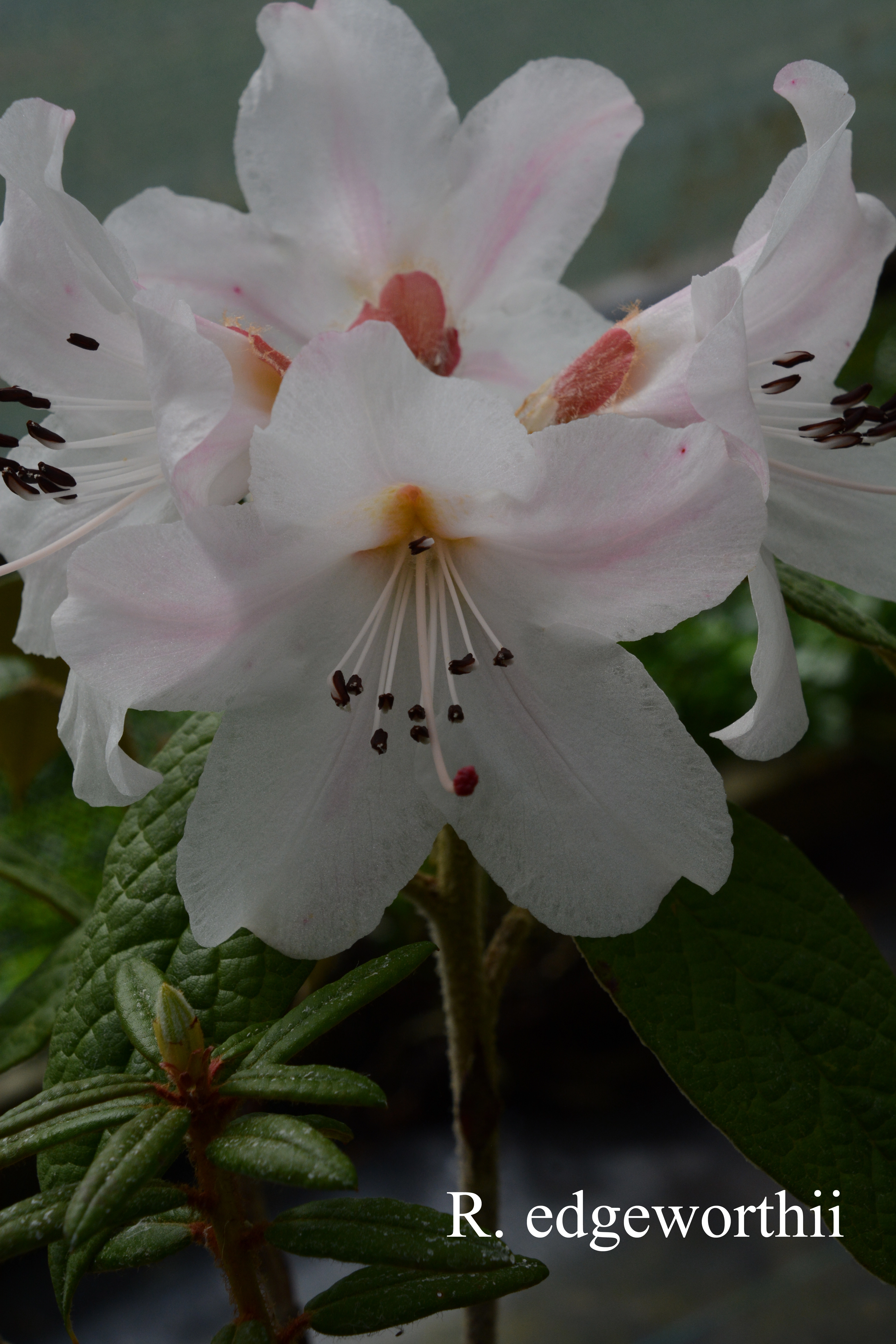 Rhododendron edgeworthii photo