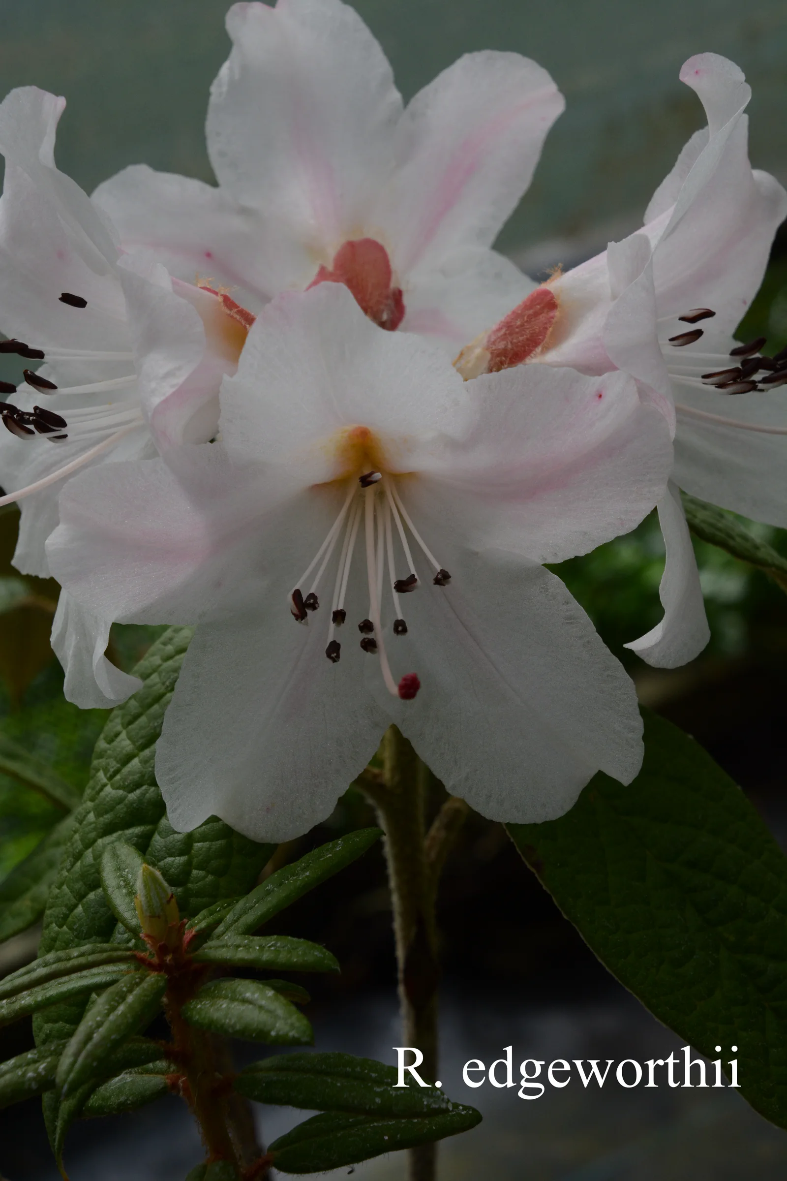 R. edgeworthii photo of R. edgeworthii. Location: Fearing's Farm Nursery, Abbotsford, BC, Canada. Photo by: Harold Fearing