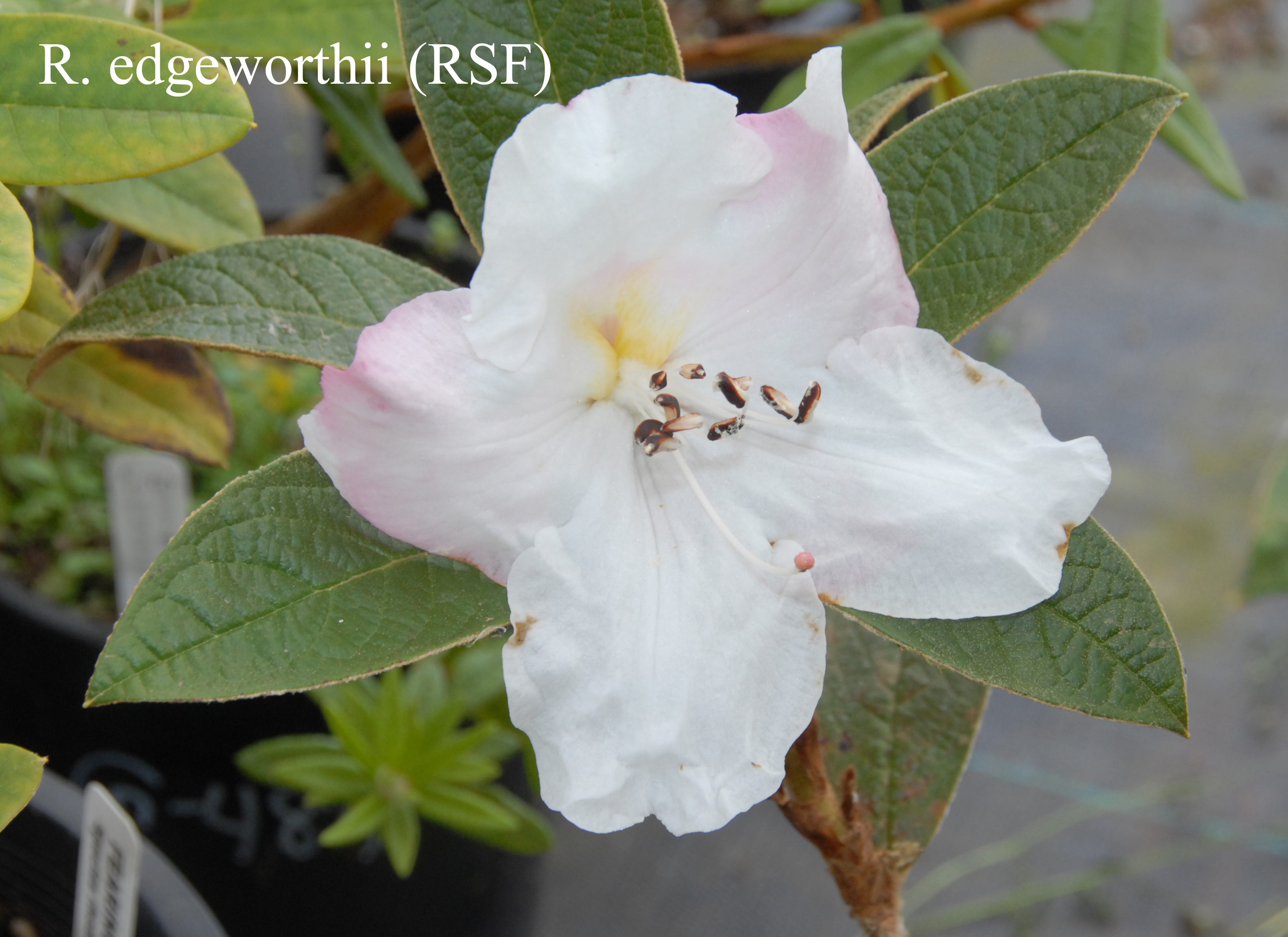 Rhododendron edgeworthii photo