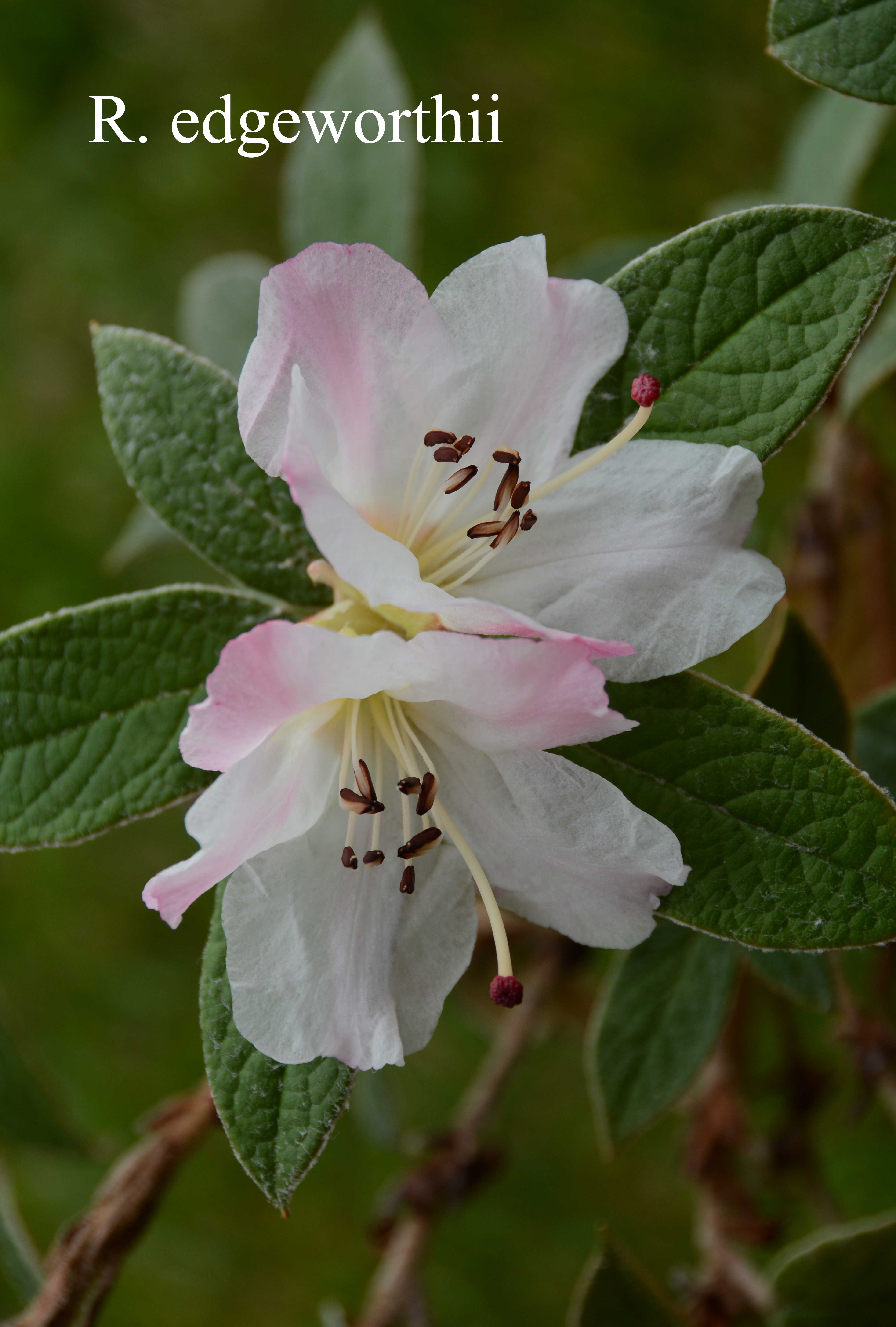Rhododendron edgeworthii photo