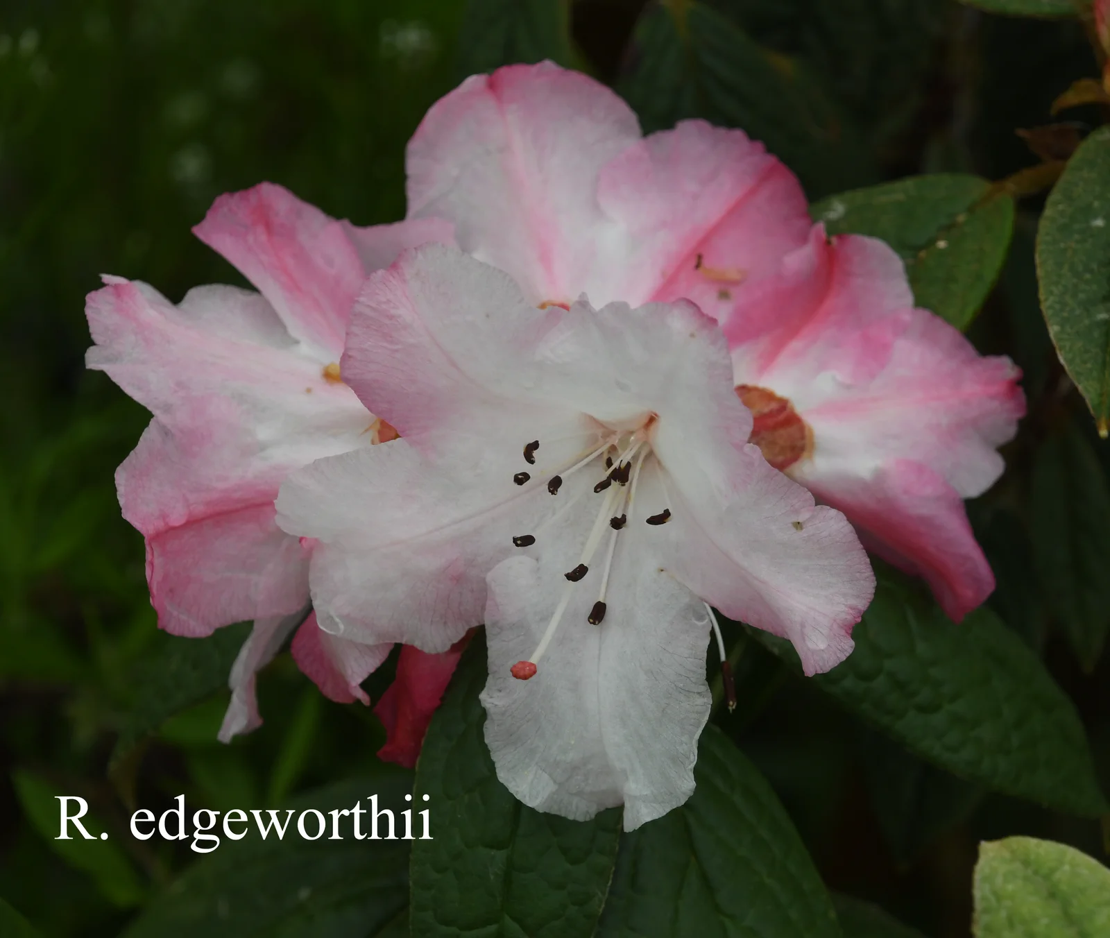 R. edgeworthii photo of R. edgeworthii. Location: Fearing's Farm Nursery, Abbotsford, BC, Canada. Photo by: Harold Fearing