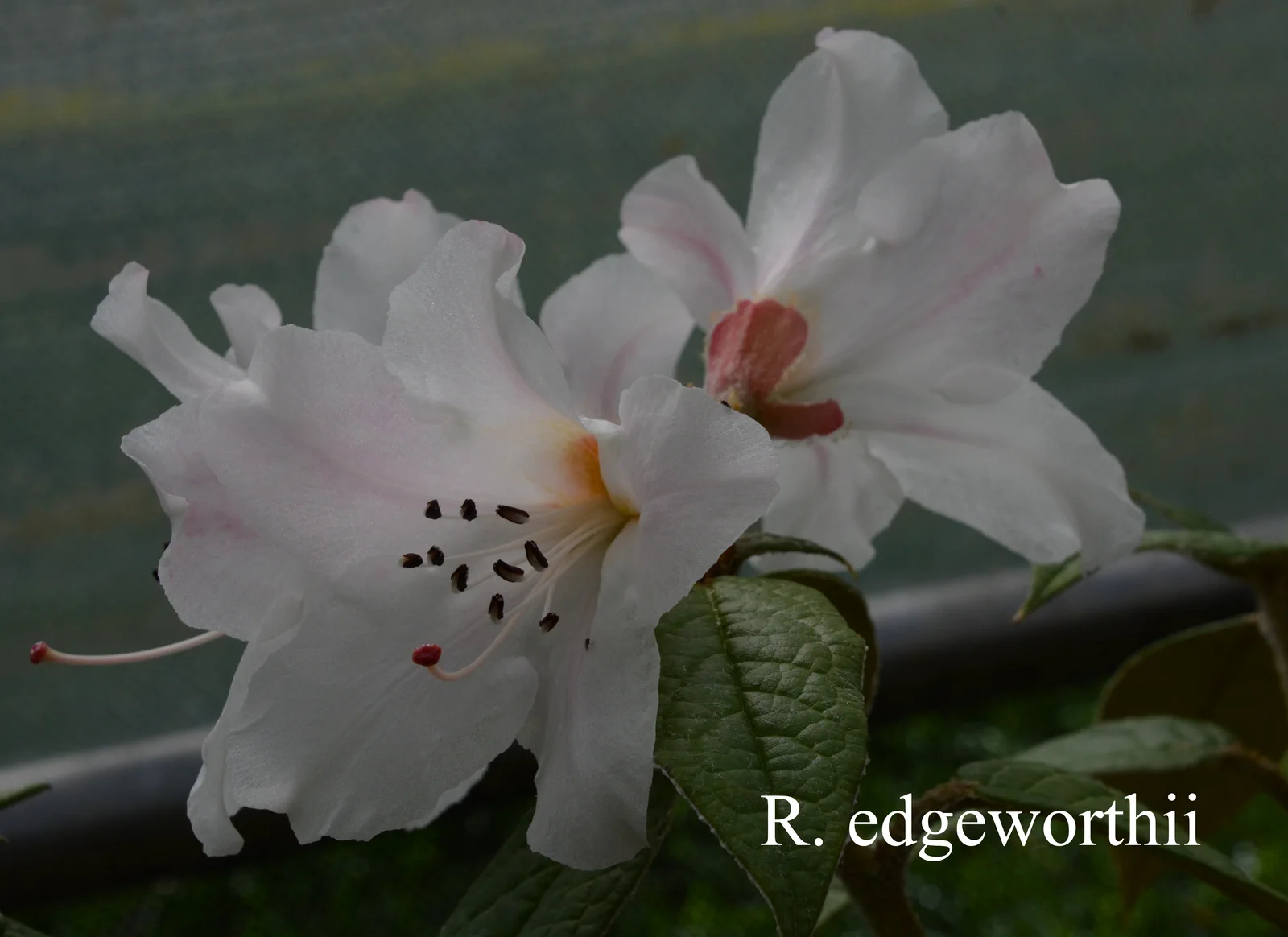 R. edgeworthii photo of R. edgeworthii. Location: Fearing's Farm Nursery, Abbotsford, BC, Canada. Photo by: Harold Fearing