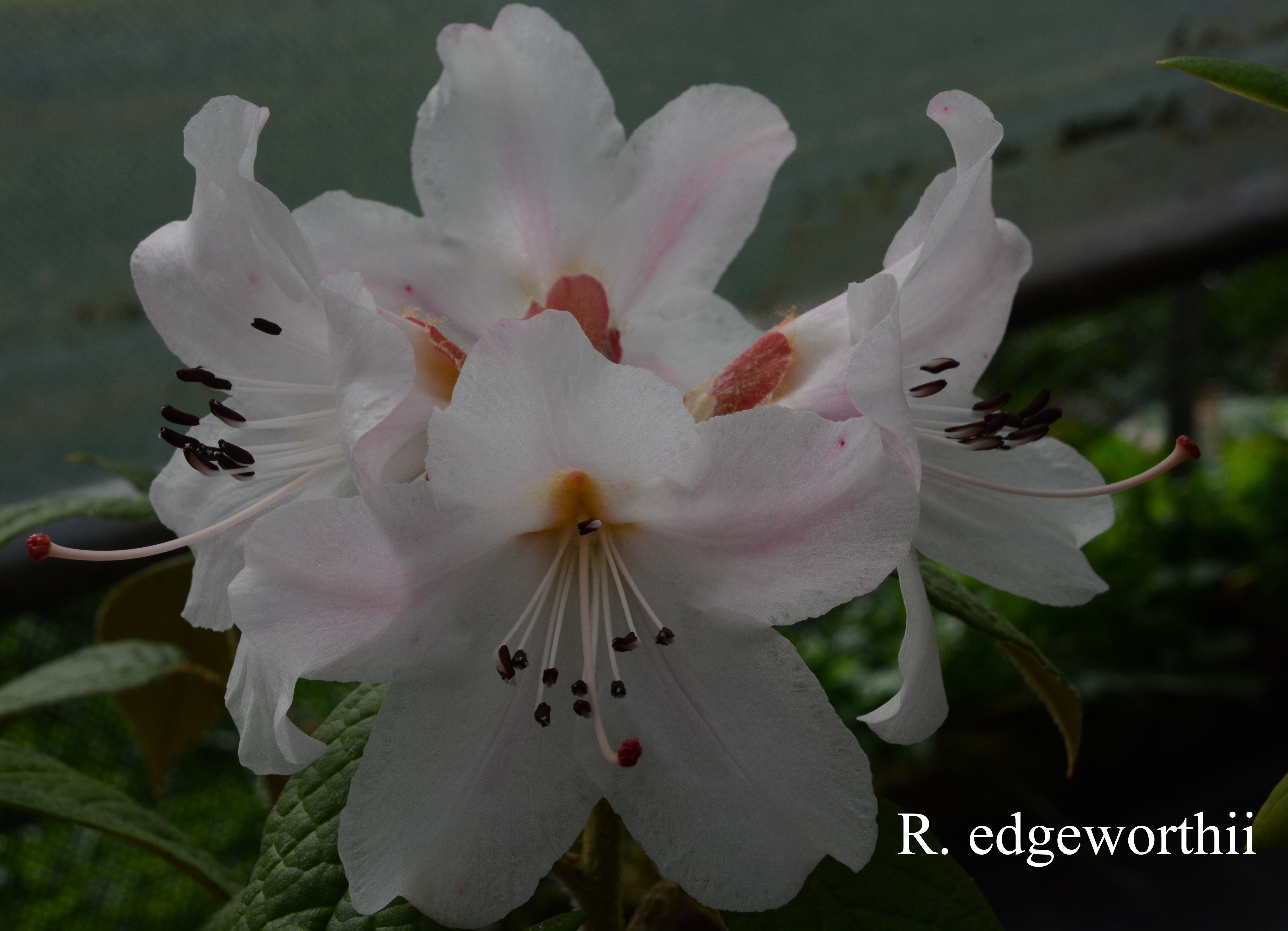Rhododendron edgeworthii photo