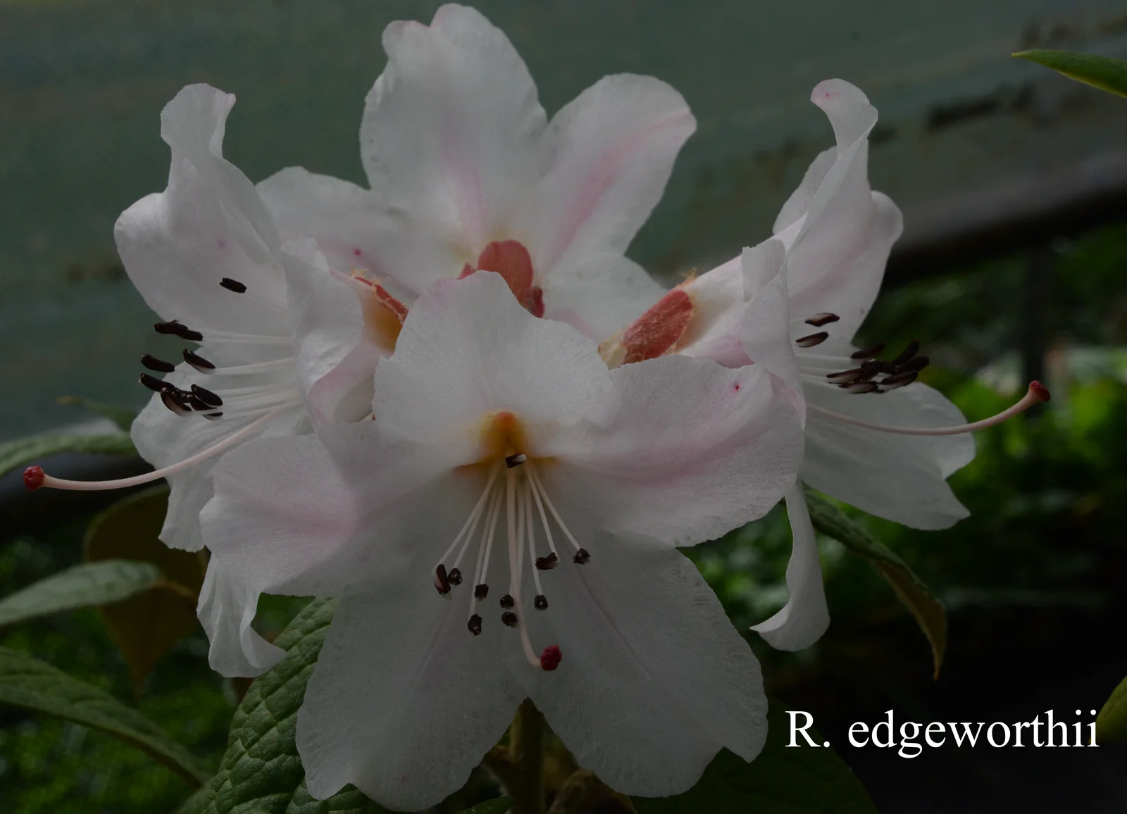 R. edgeworthii photo of R. edgeworthii. Location: Fearing's Farm Nursery, Abbotsford, BC, Canada. Photo by: Harold Fearing