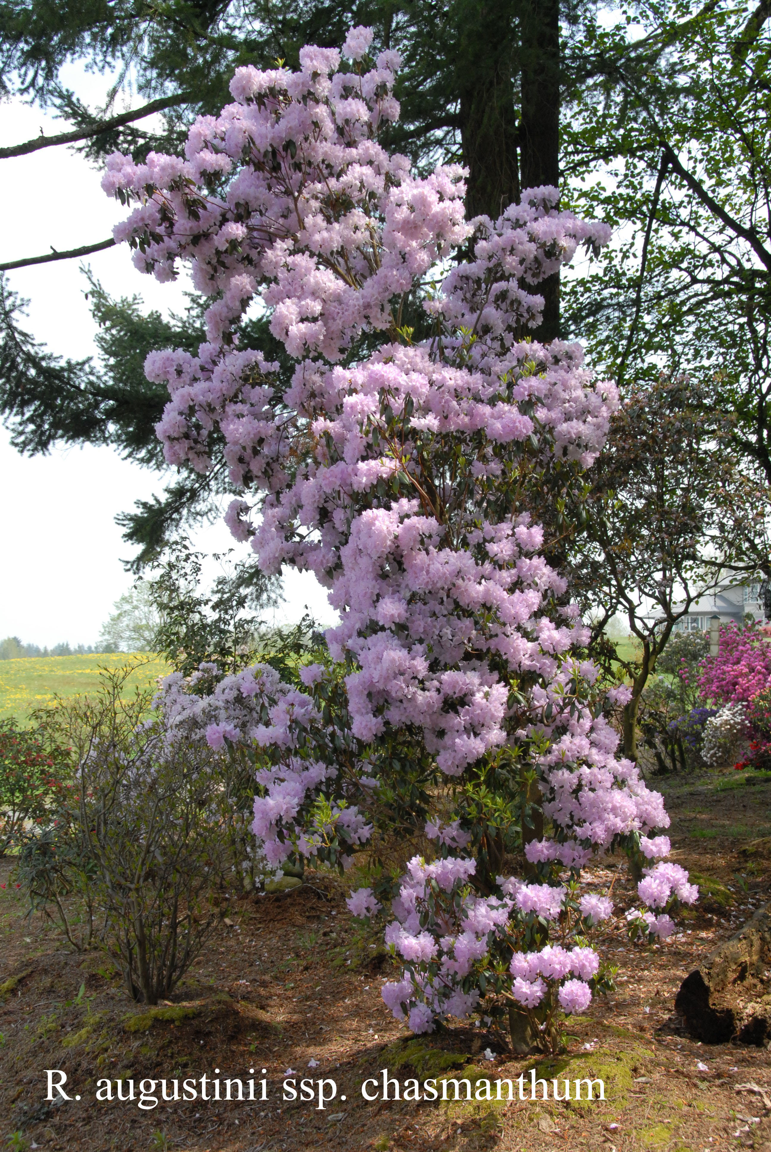 Rhododendron augustinii ssp chasmantum photo