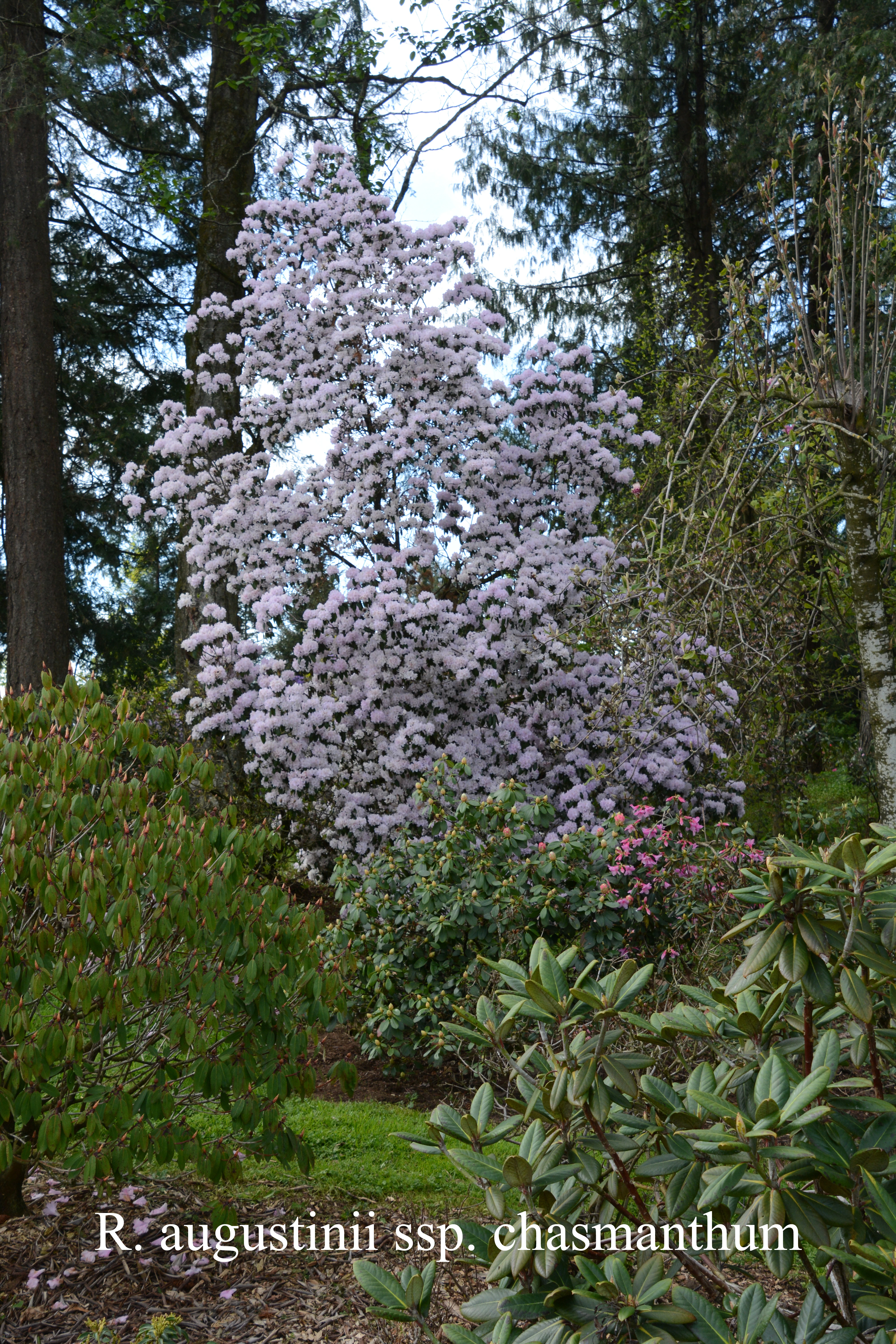 Rhododendron augustinii ssp chasmantum photo