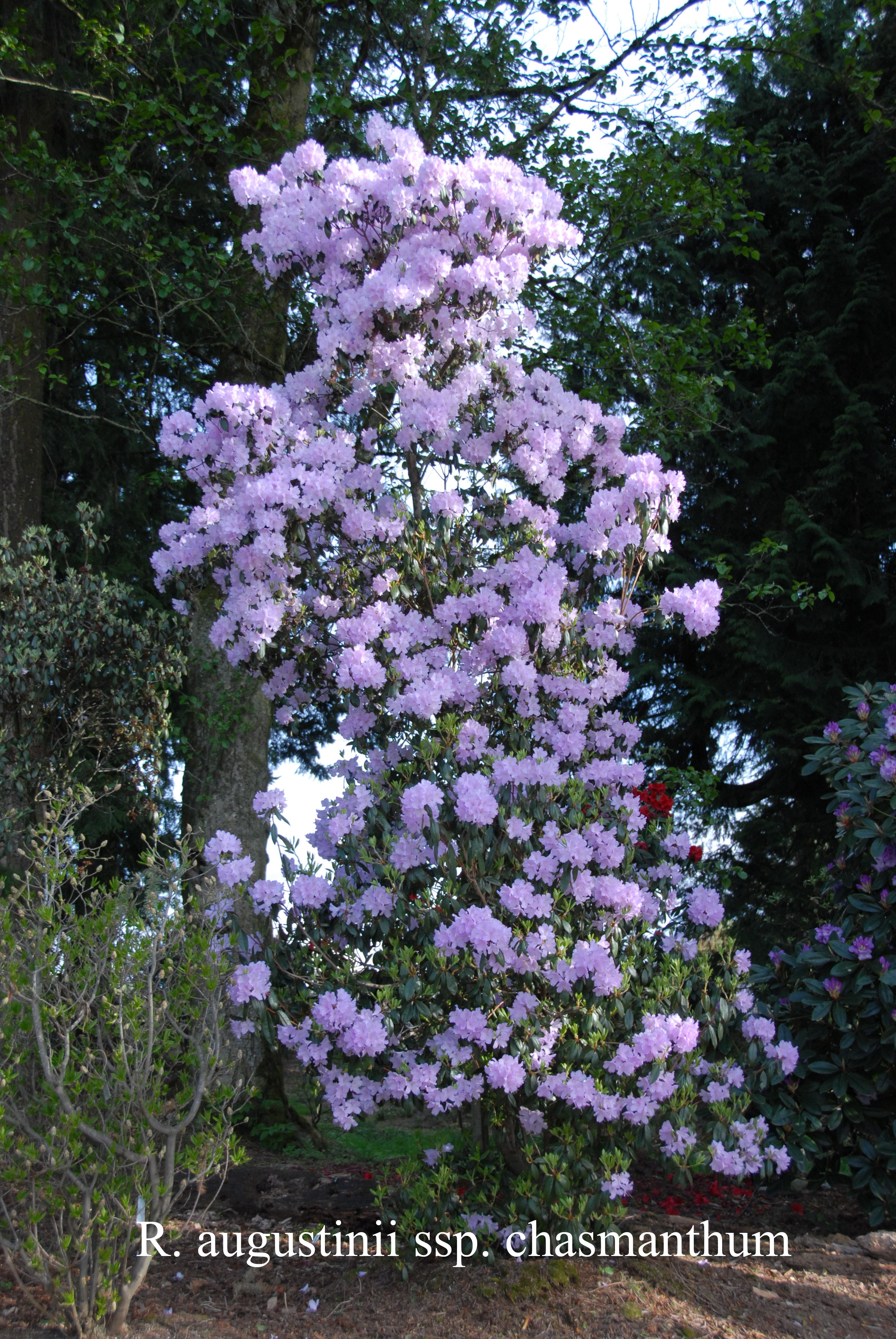 Rhododendron augustinii ssp chasmantum photo