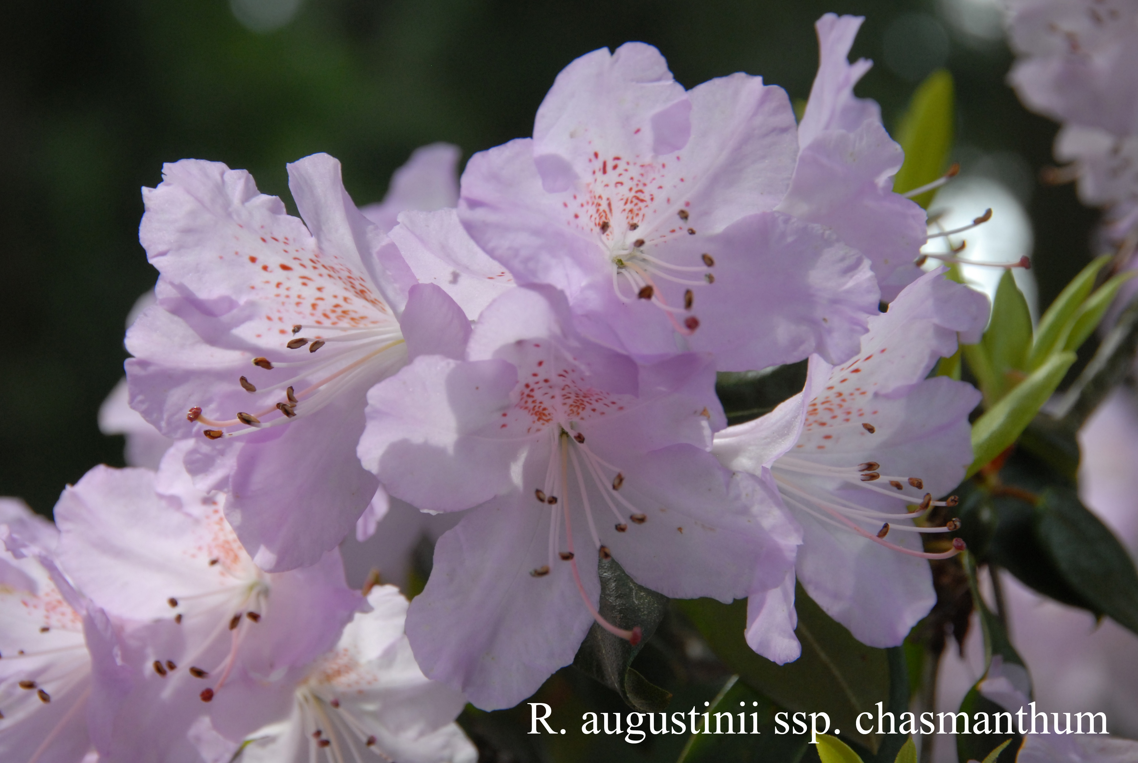 Rhododendron augustinii ssp chasmantum photo