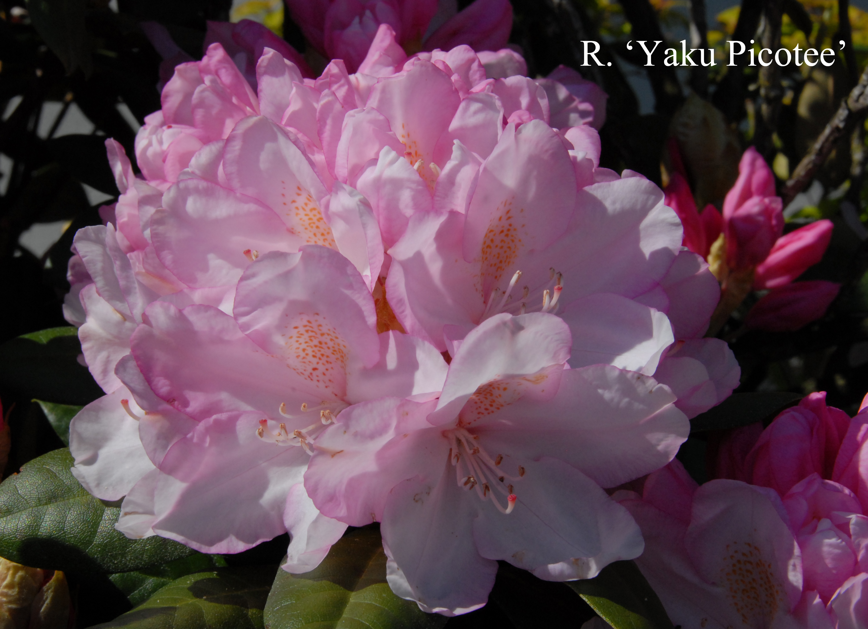 Rhododendron Yaku Picotee photo