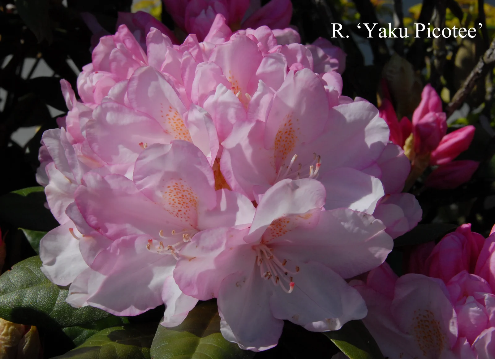 R. 'Yaku Picotee' photo of R. 'Yaku Picotee'. Location: Fearing's Farm Nursery, Abbotsford, BC, Canada. Photo by: Harold Fearing