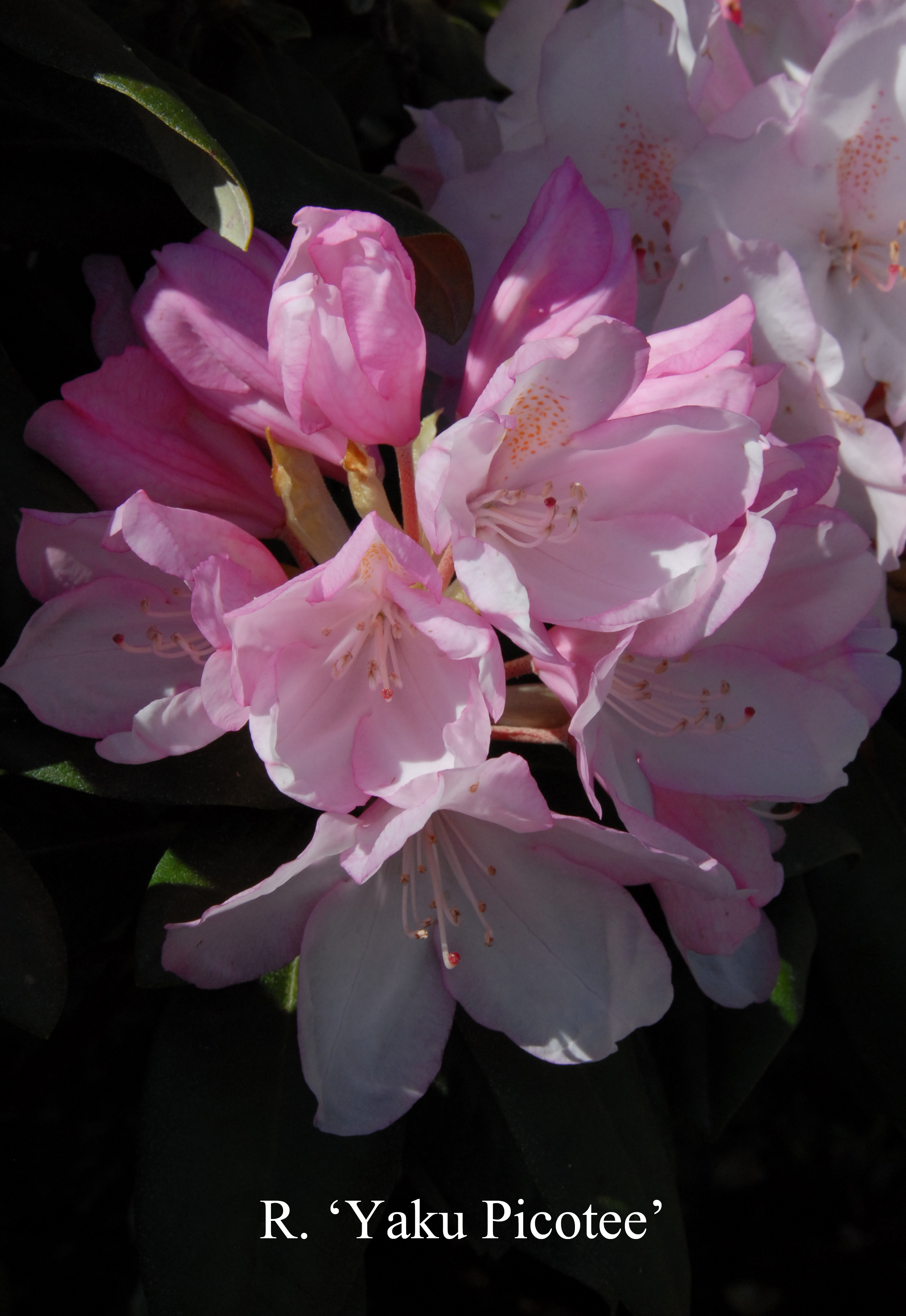 Rhododendron Yaku Picotee photo