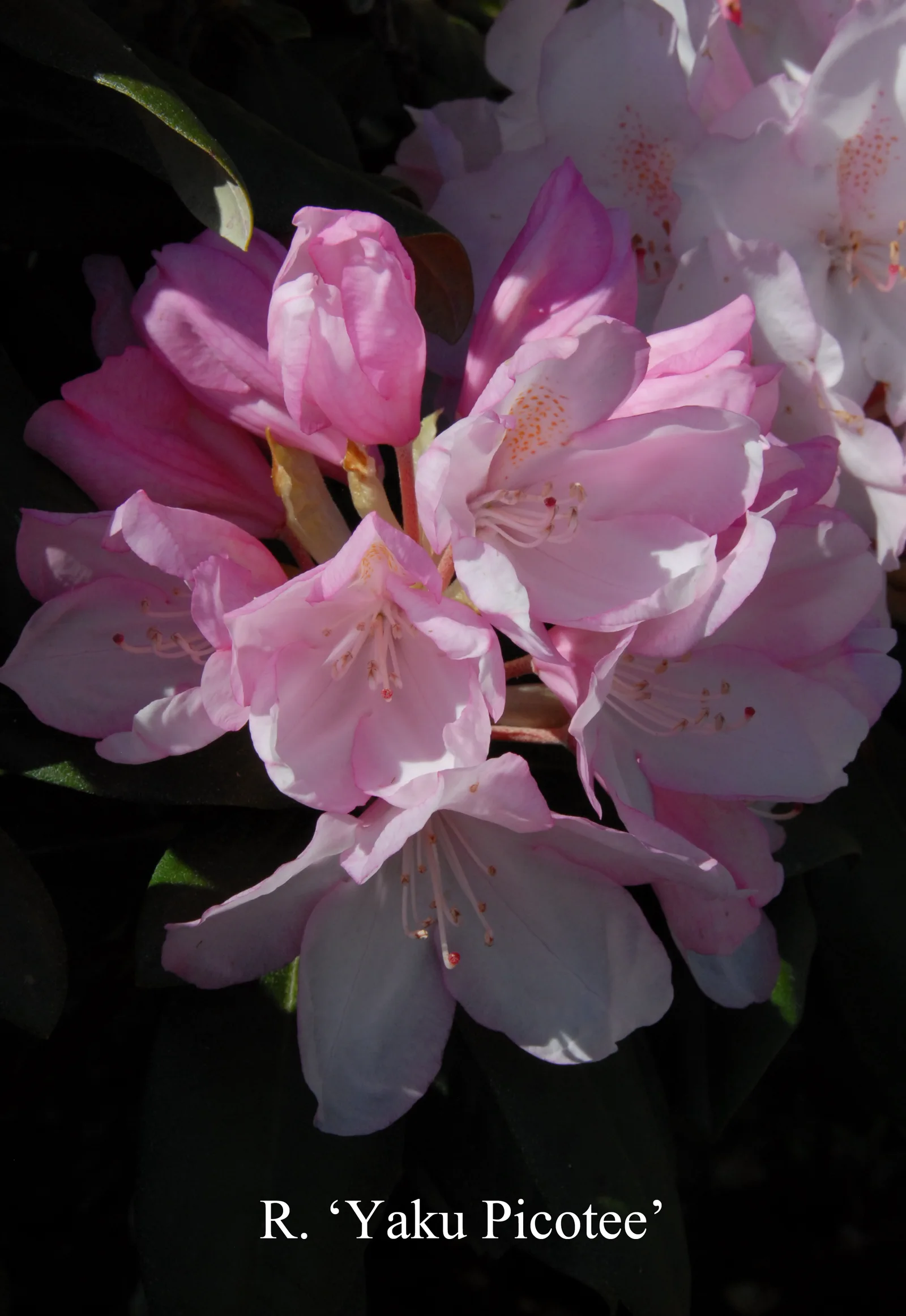 R. 'Yaku Picotee' photo of R. 'Yaku Picotee'. Location: Fearing's Farm Nursery, Abbotsford, BC, Canada. Photo by: Harold Fearing