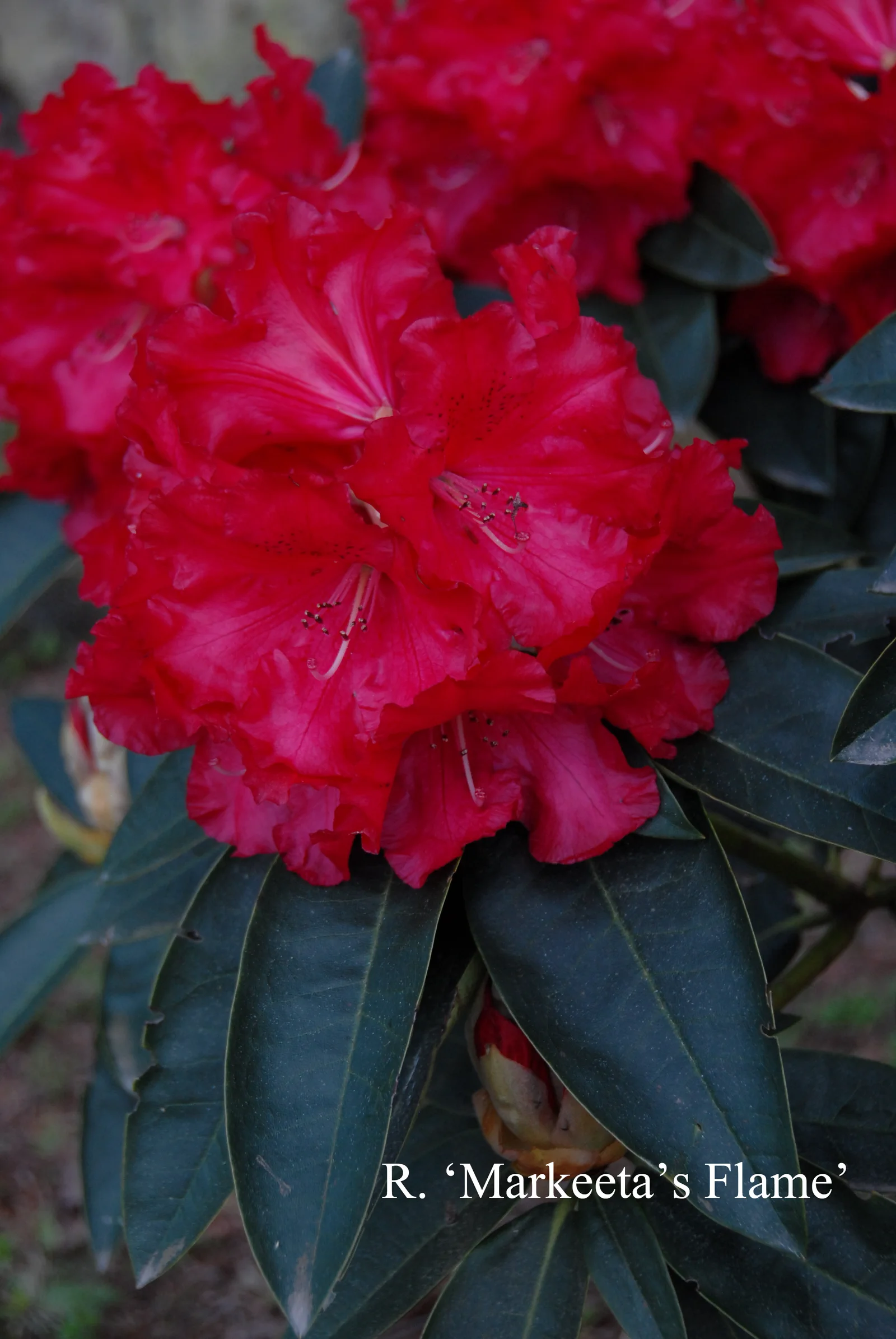 R. 'Markeeta’s Flame' photo of R. 'Markeeta’s Flame'. Location: Fearing's Farm Nursery, Abbotsford, BC, Canada. Photo by: Harold Fearing