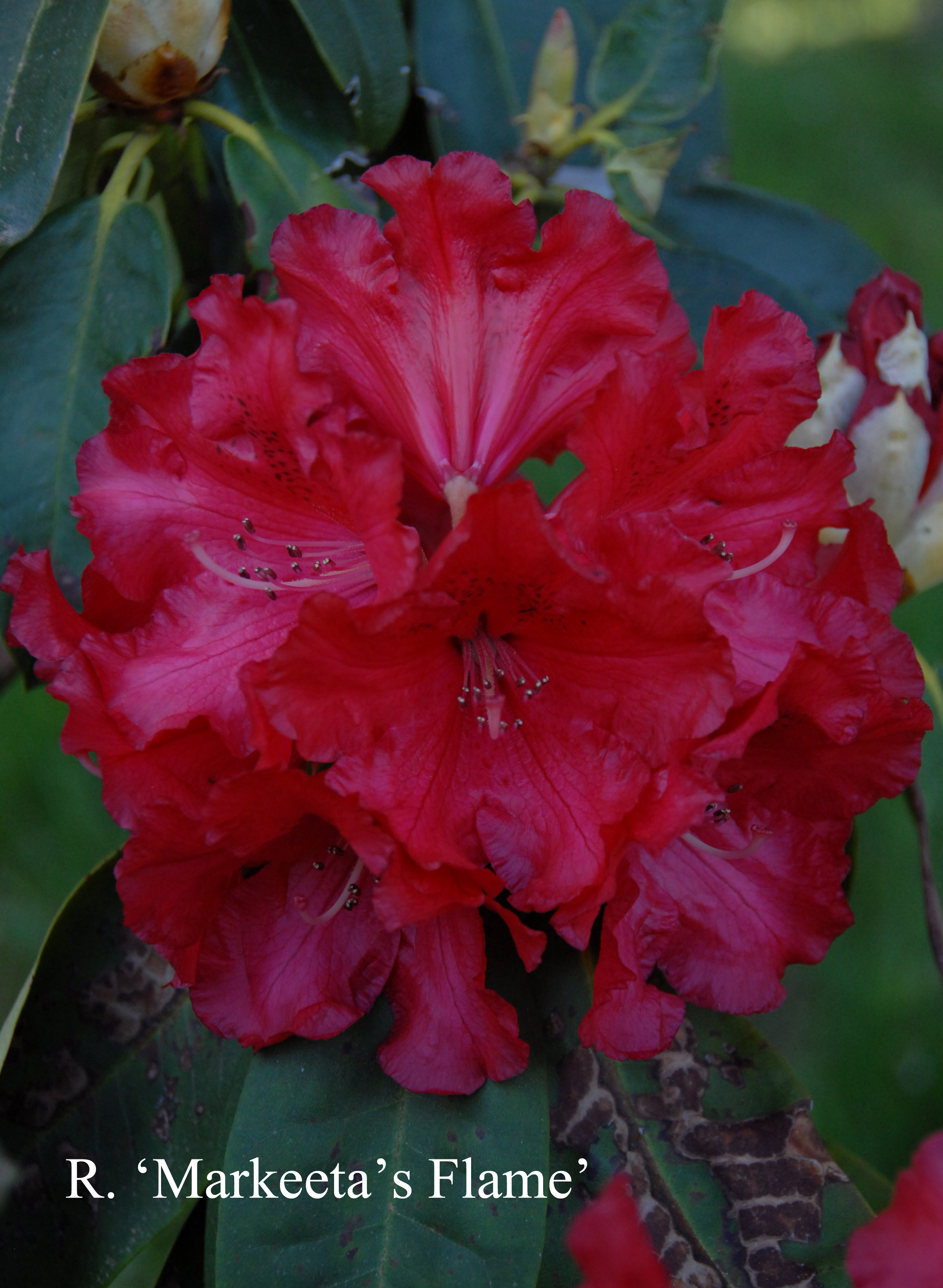 Rhododendron Markeeta’s Flame photo