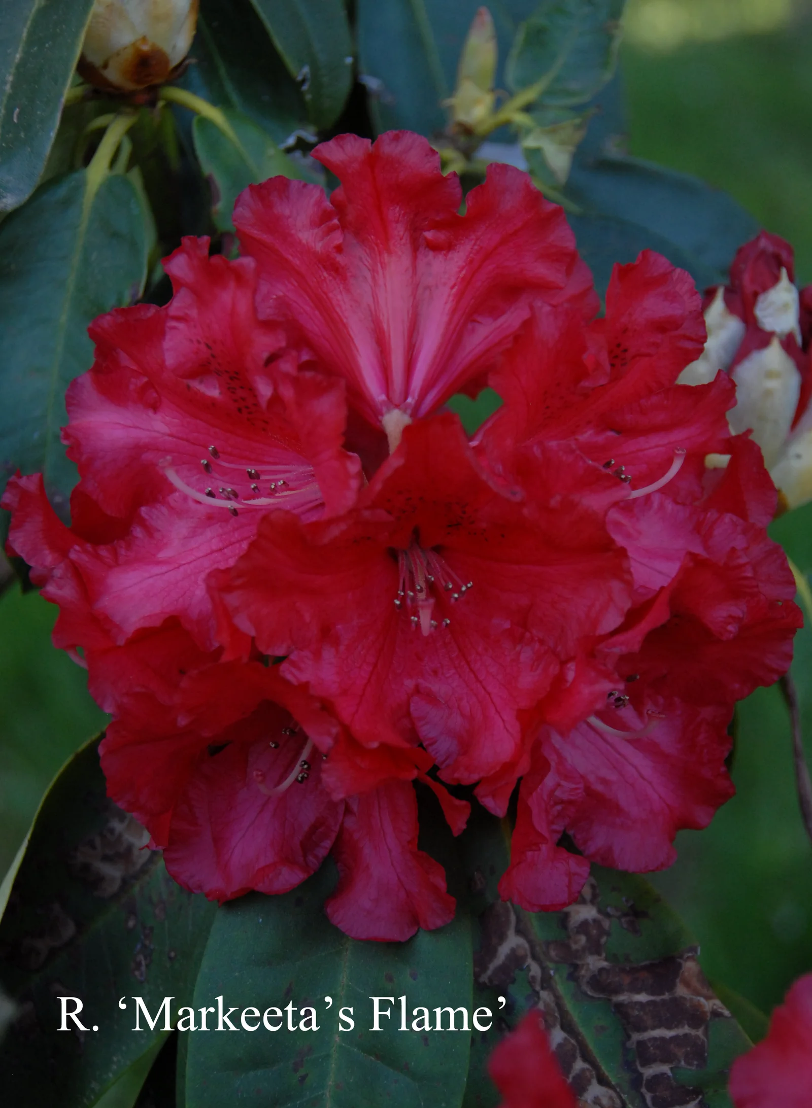 R. 'Markeeta’s Flame' photo of R. 'Markeeta’s Flame'. Location: Fearing's Farm Nursery, Abbotsford, BC, Canada. Photo by: Harold Fearing