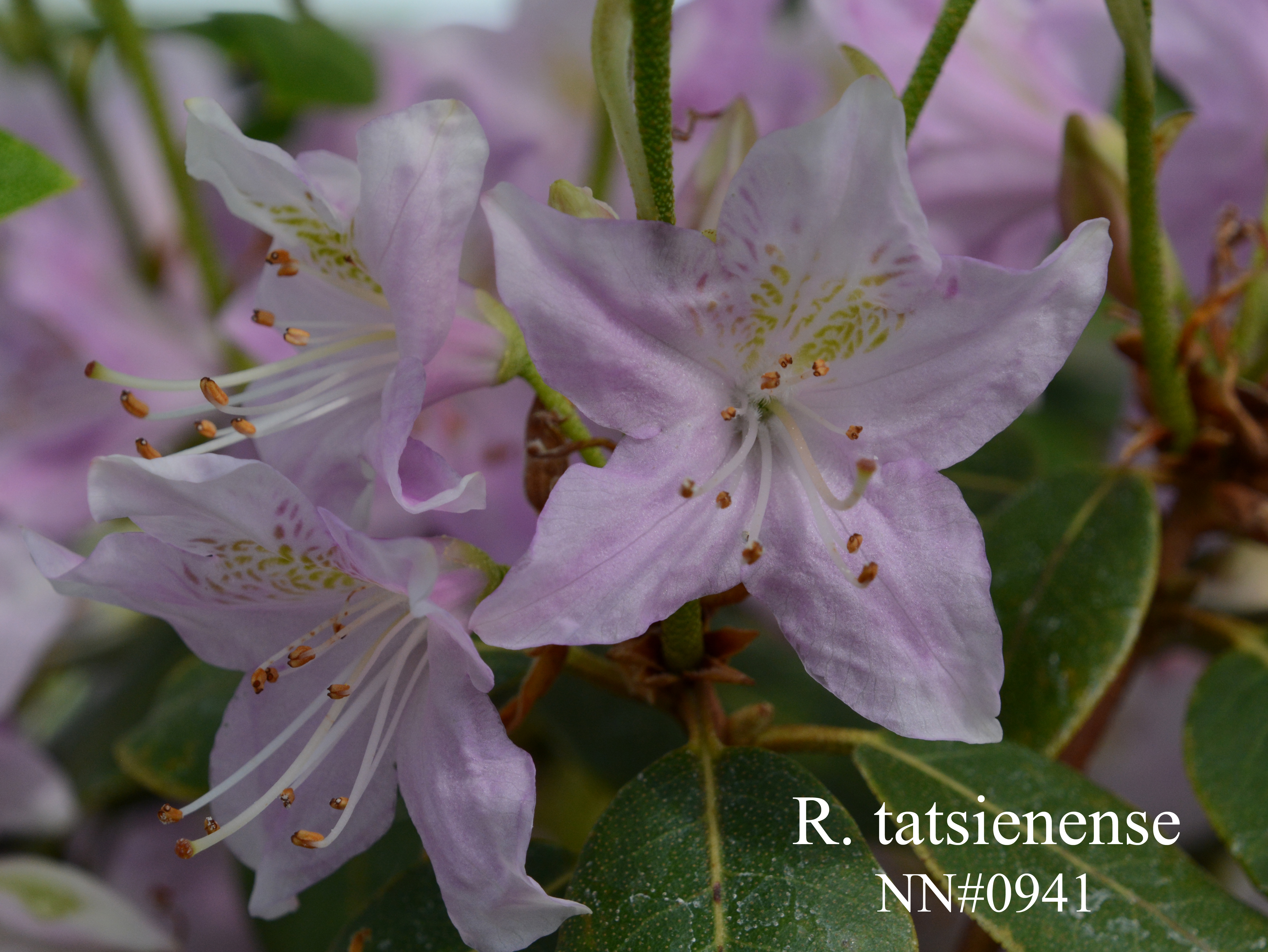 Rhododendron tatsiense photo