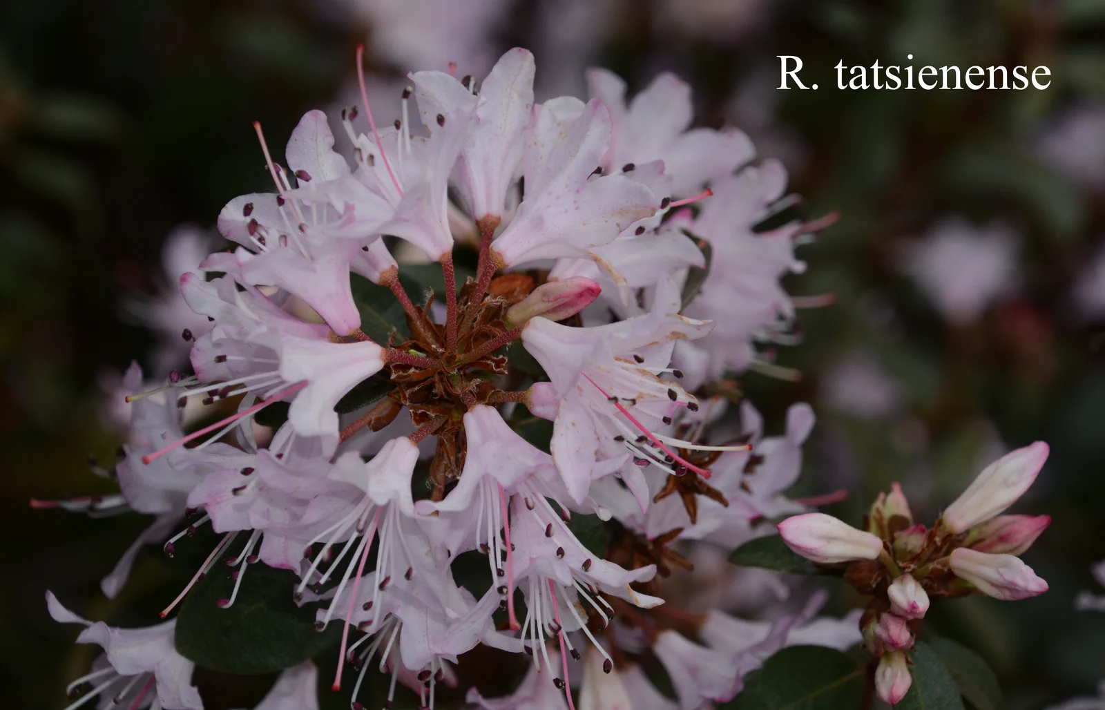 R. tatsiense photo of R. tatsiense. Location: Fearing's Farm Nursery, Abbotsford, BC, Canada. Photo by: Harold Fearing