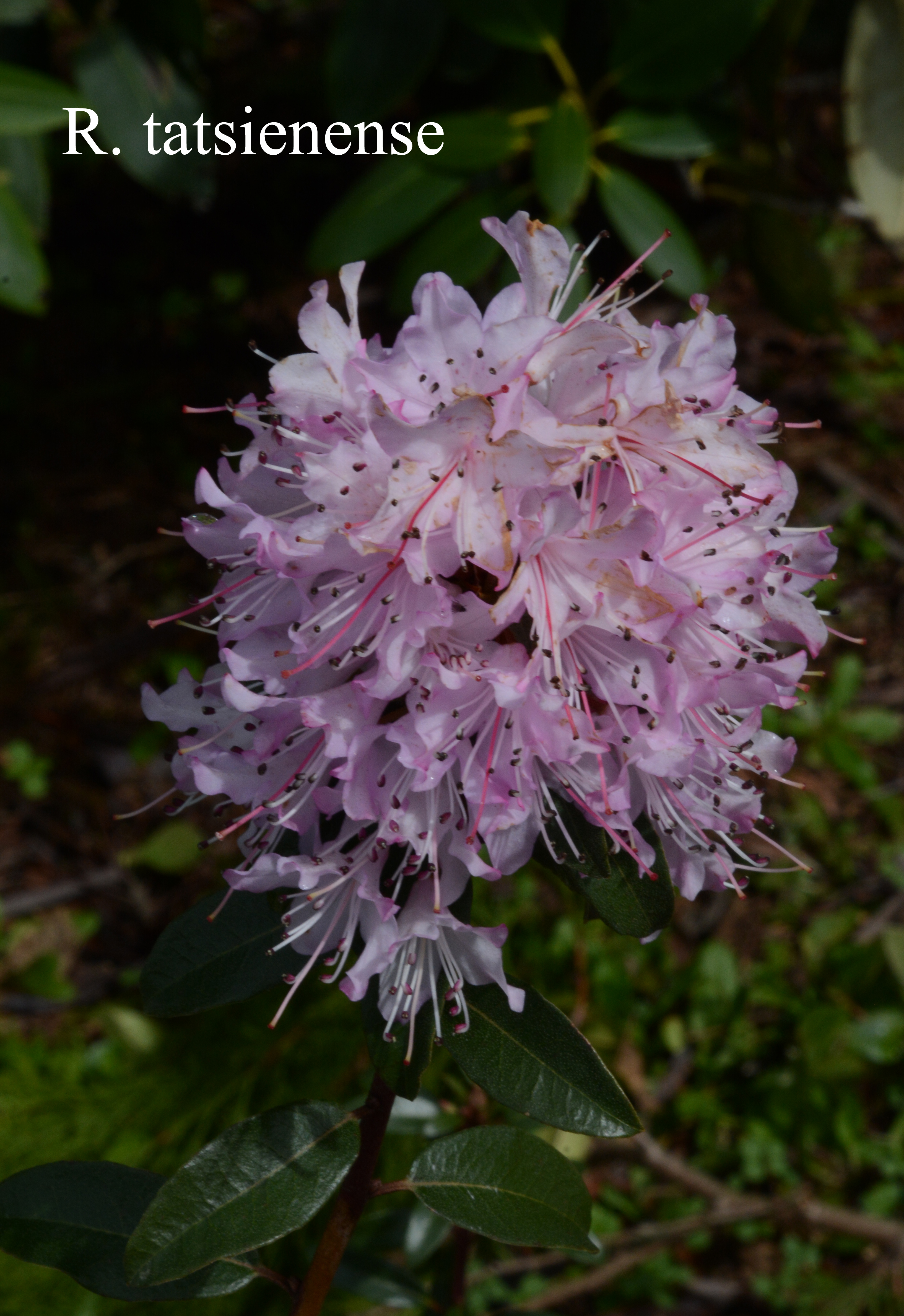 Rhododendron tatsiense photo