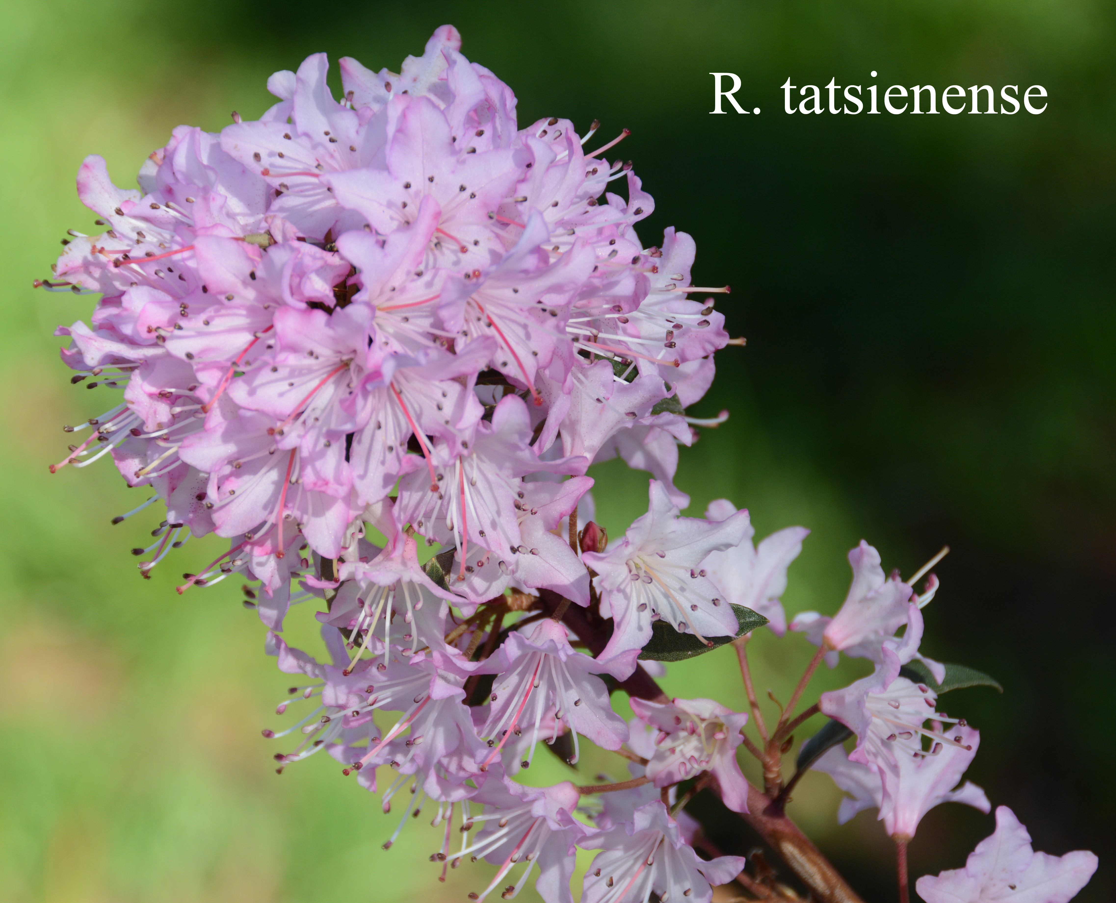 Rhododendron tatsiense photo