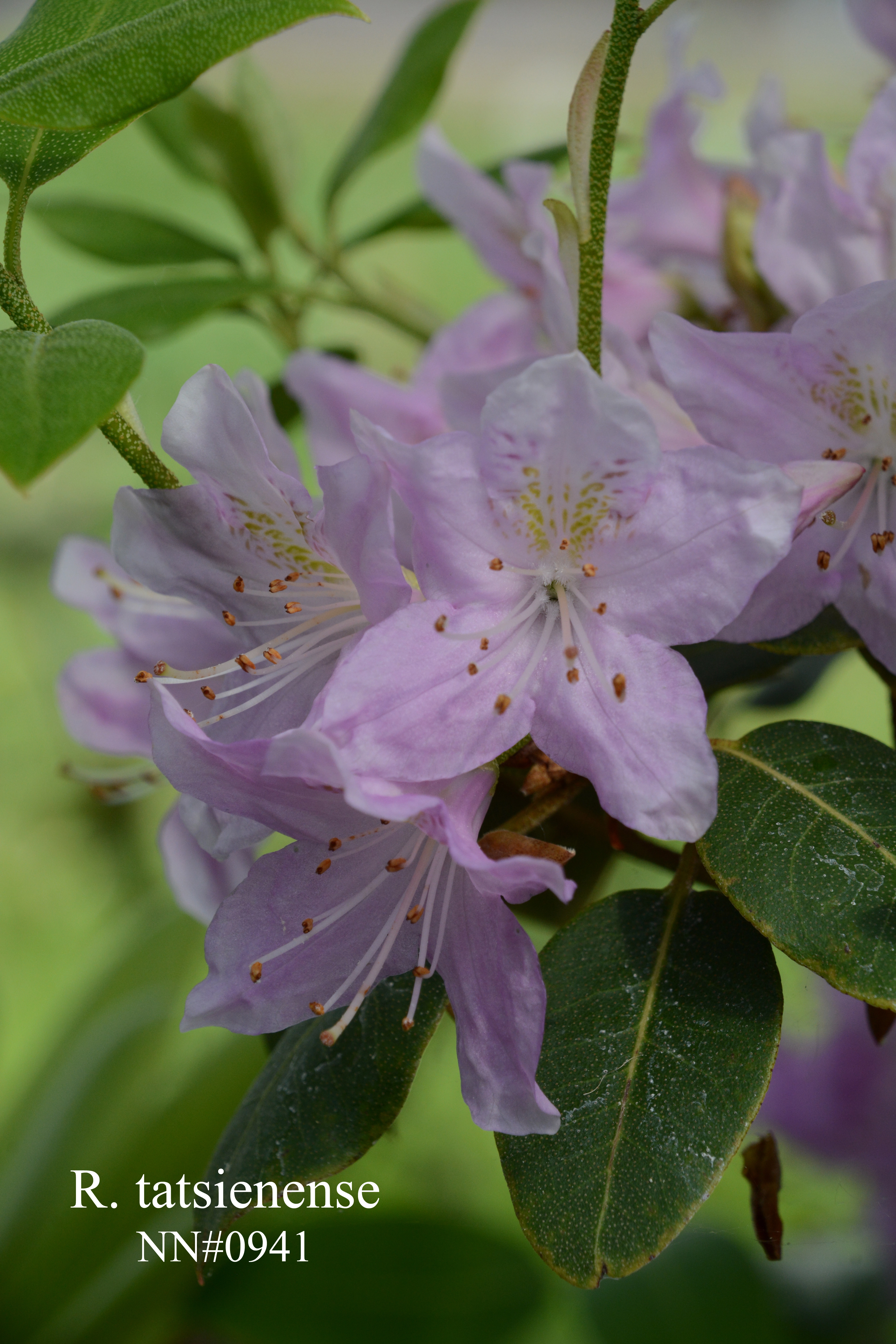 Rhododendron tatsiense photo
