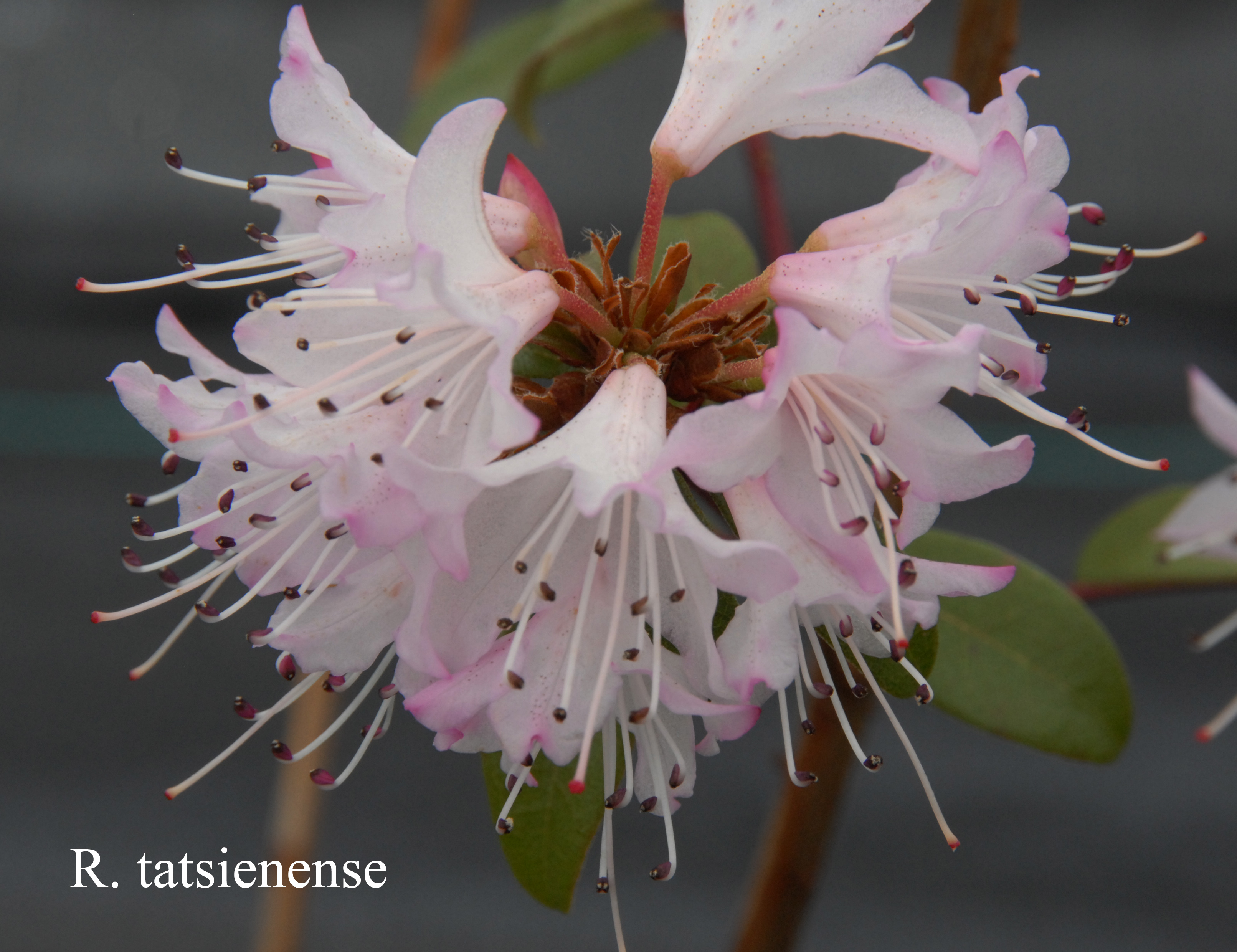 Rhododendron tatsiense photo