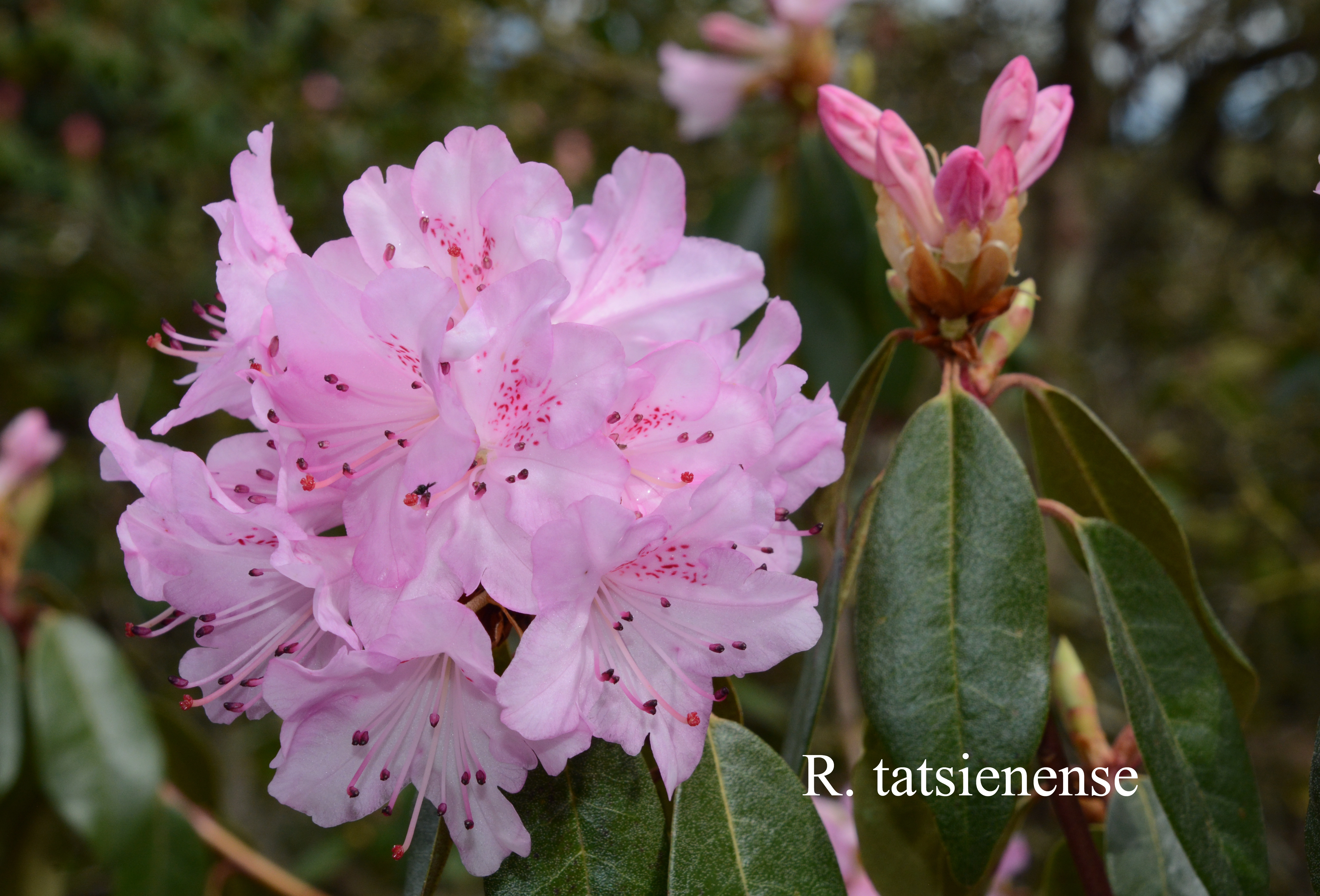 Rhododendron tatsiense photo