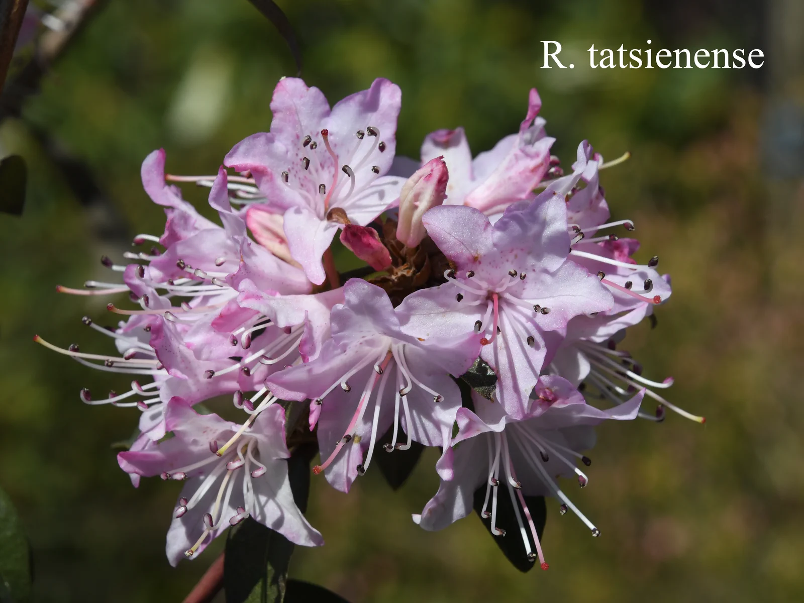 R. tatsiense photo of R. tatsiense. Location: Fearing's Farm Nursery, Abbotsford, BC, Canada. Photo by: Harold Fearing