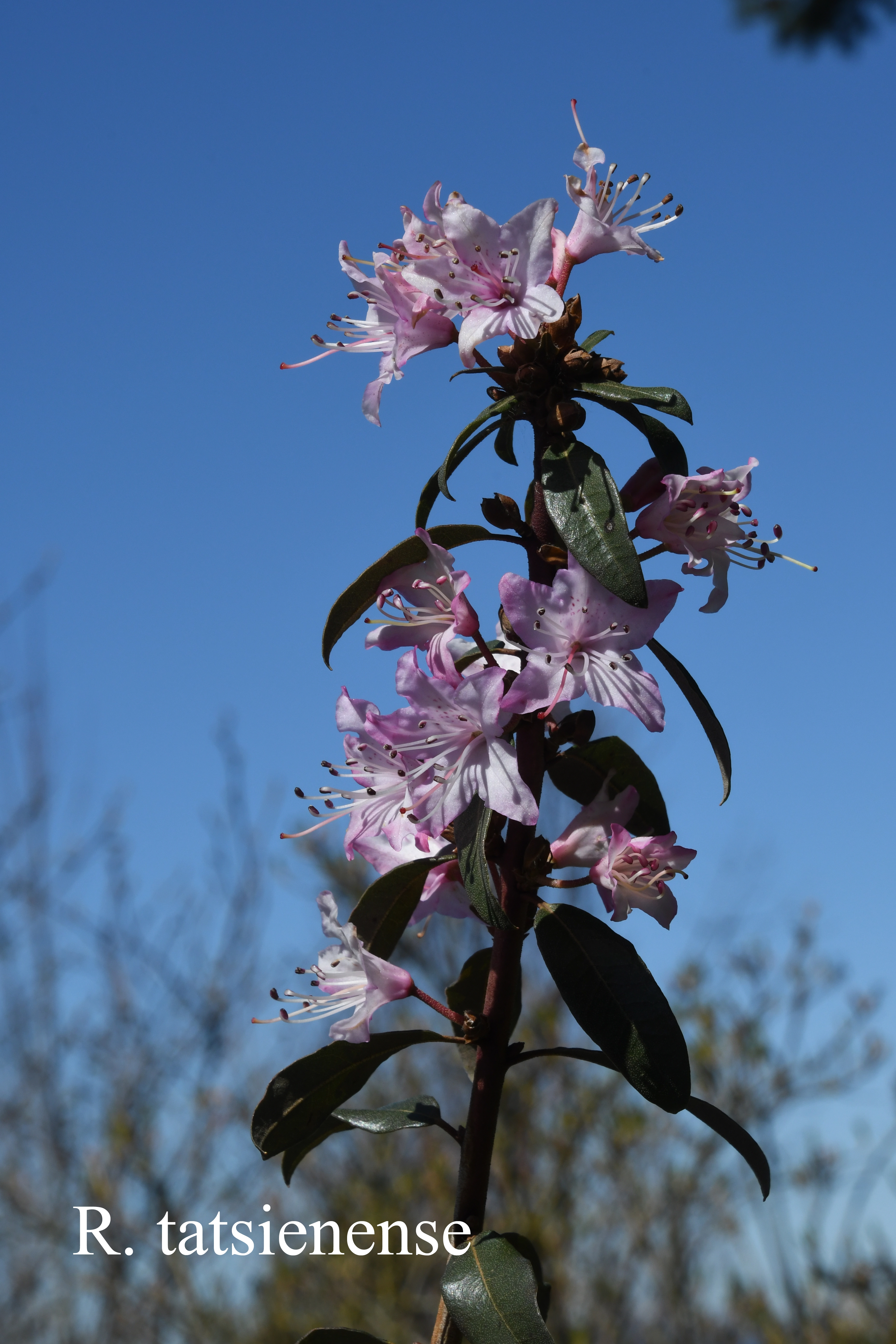 Rhododendron tatsiense photo