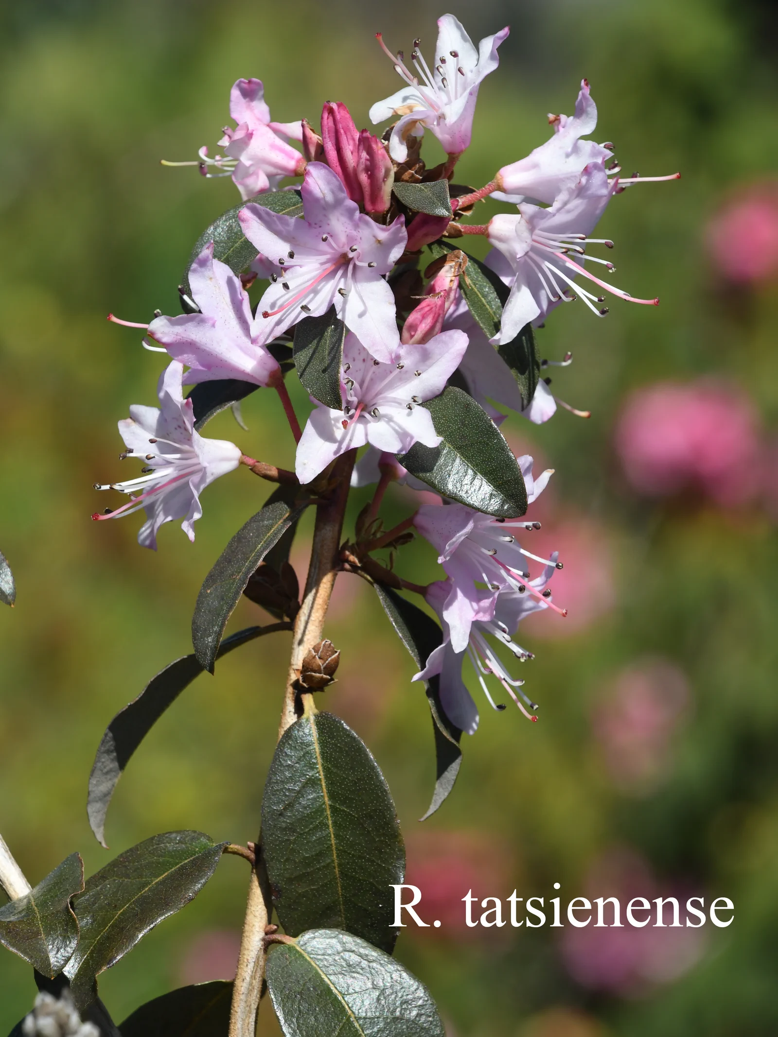 R. tatsiense photo of R. tatsiense. Location: Fearing's Farm Nursery, Abbotsford, BC, Canada. Photo by: Harold Fearing