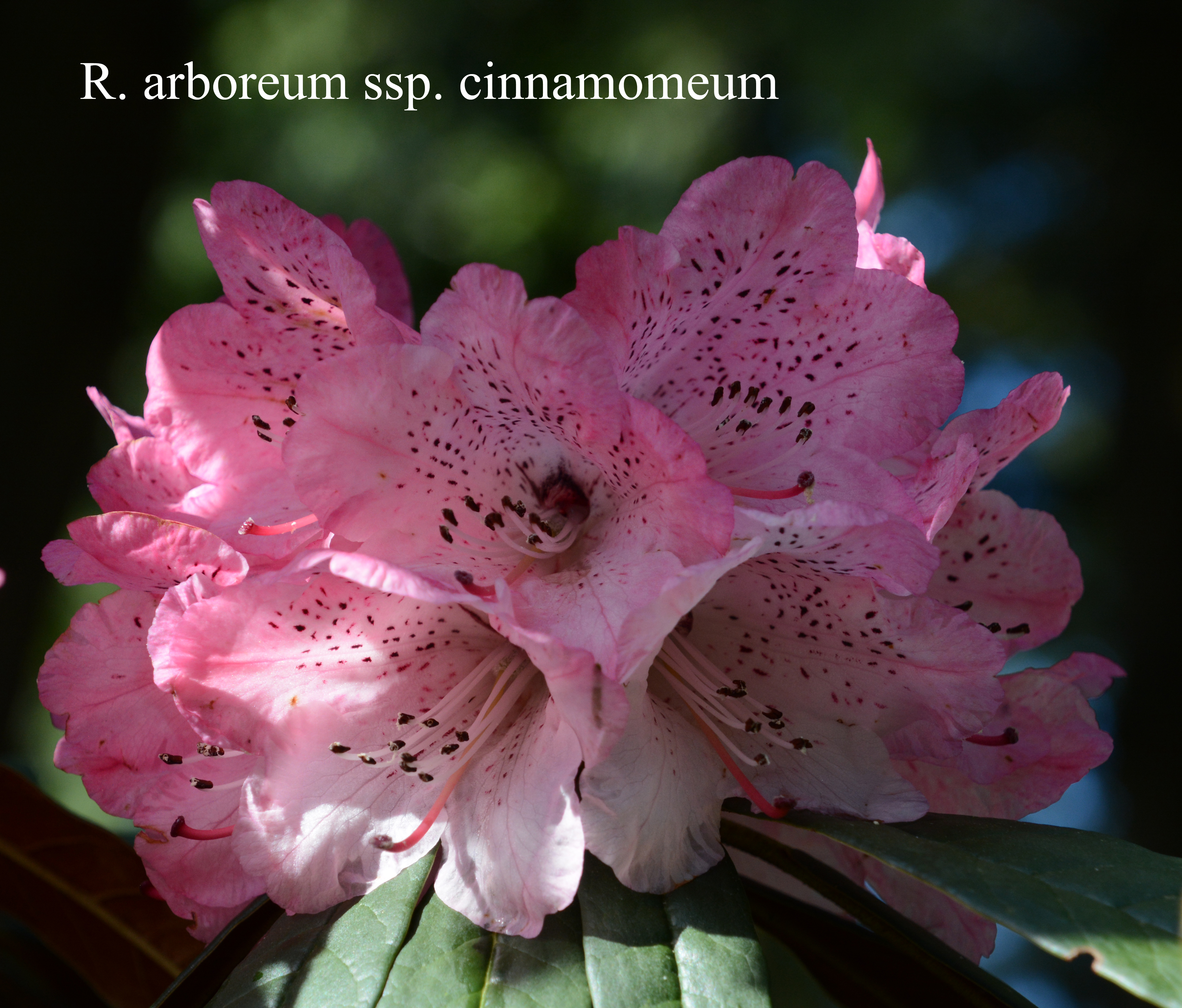 Rhododendron arboreum ssp cinnamomeum photo