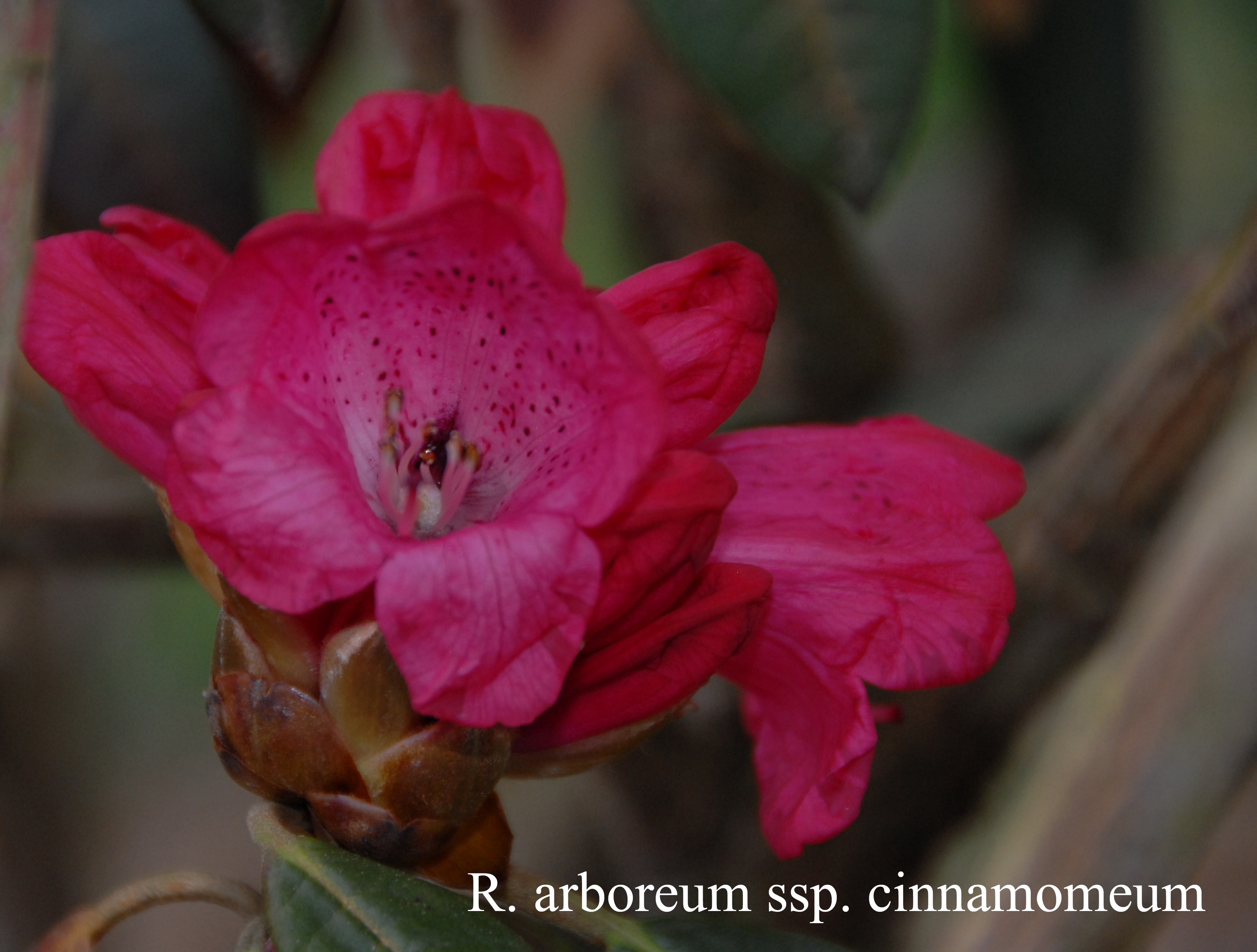 Rhododendron arboreum ssp cinnamomeum photo