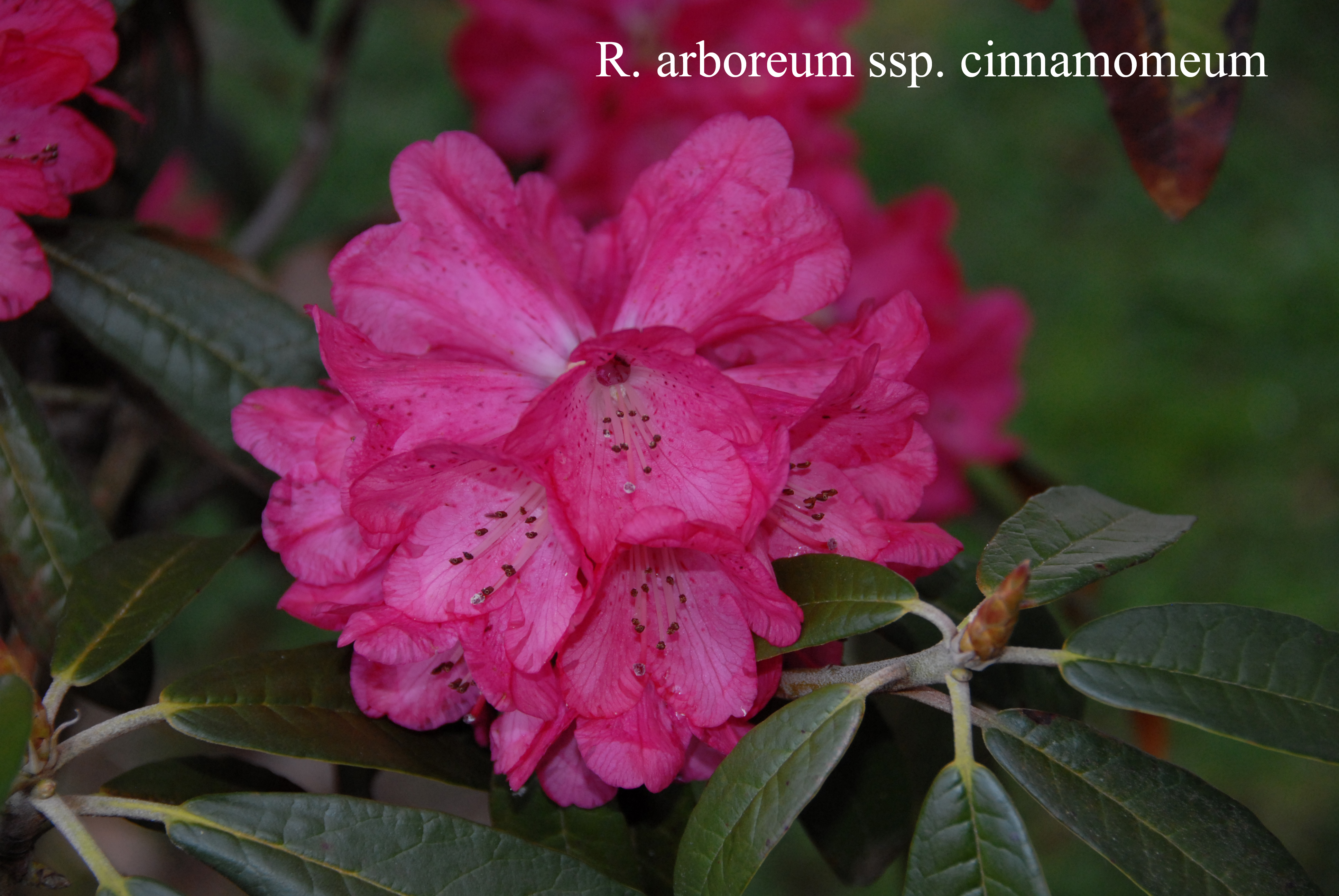 Rhododendron arboreum ssp cinnamomeum photo