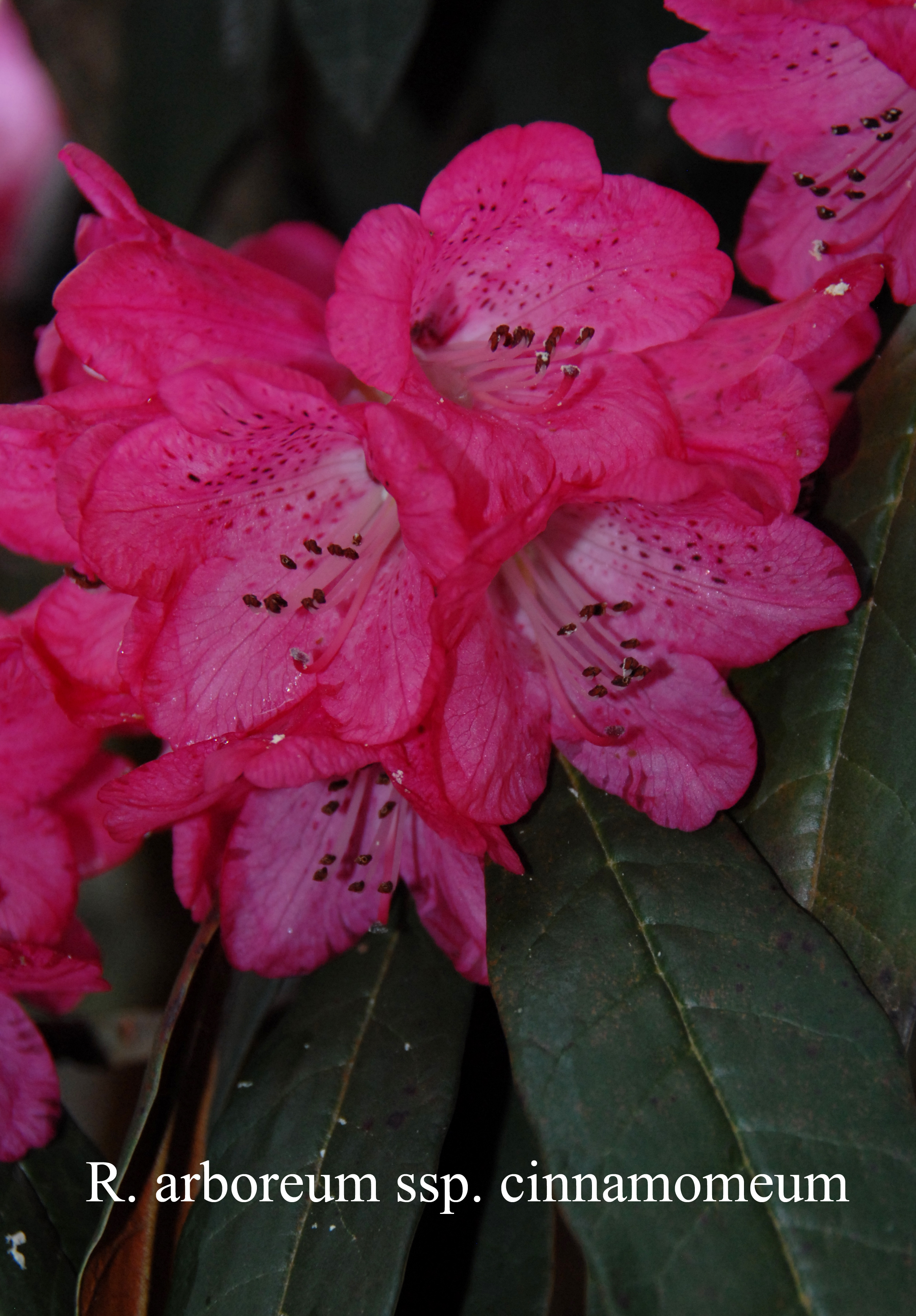 Rhododendron arboreum ssp cinnamomeum photo