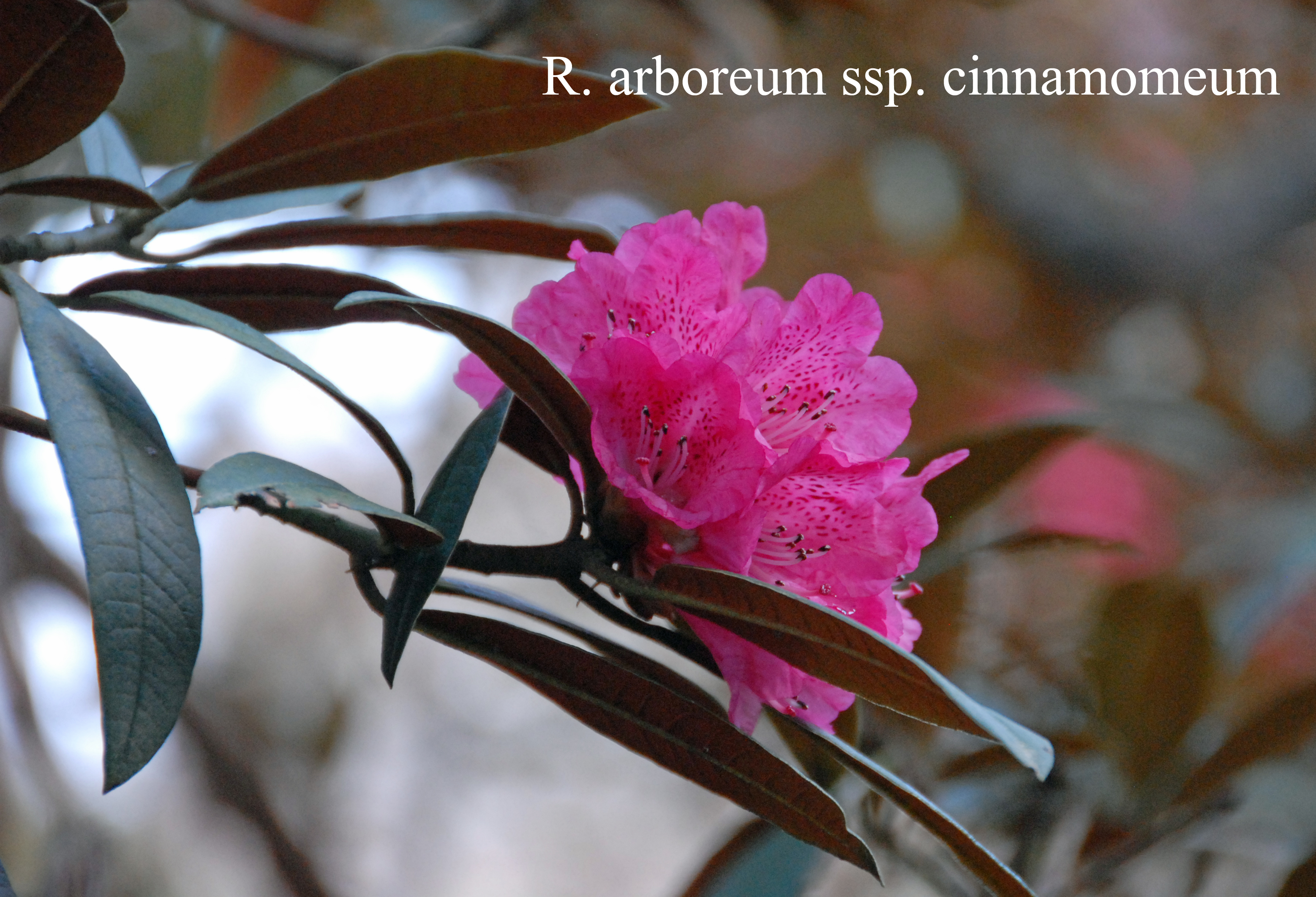 Rhododendron arboreum ssp cinnamomeum photo