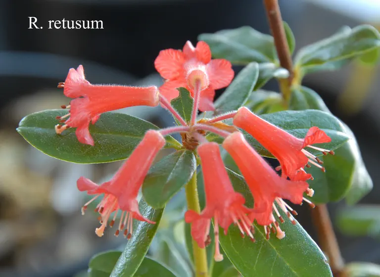 Photo of R. retusum var retusum, Species