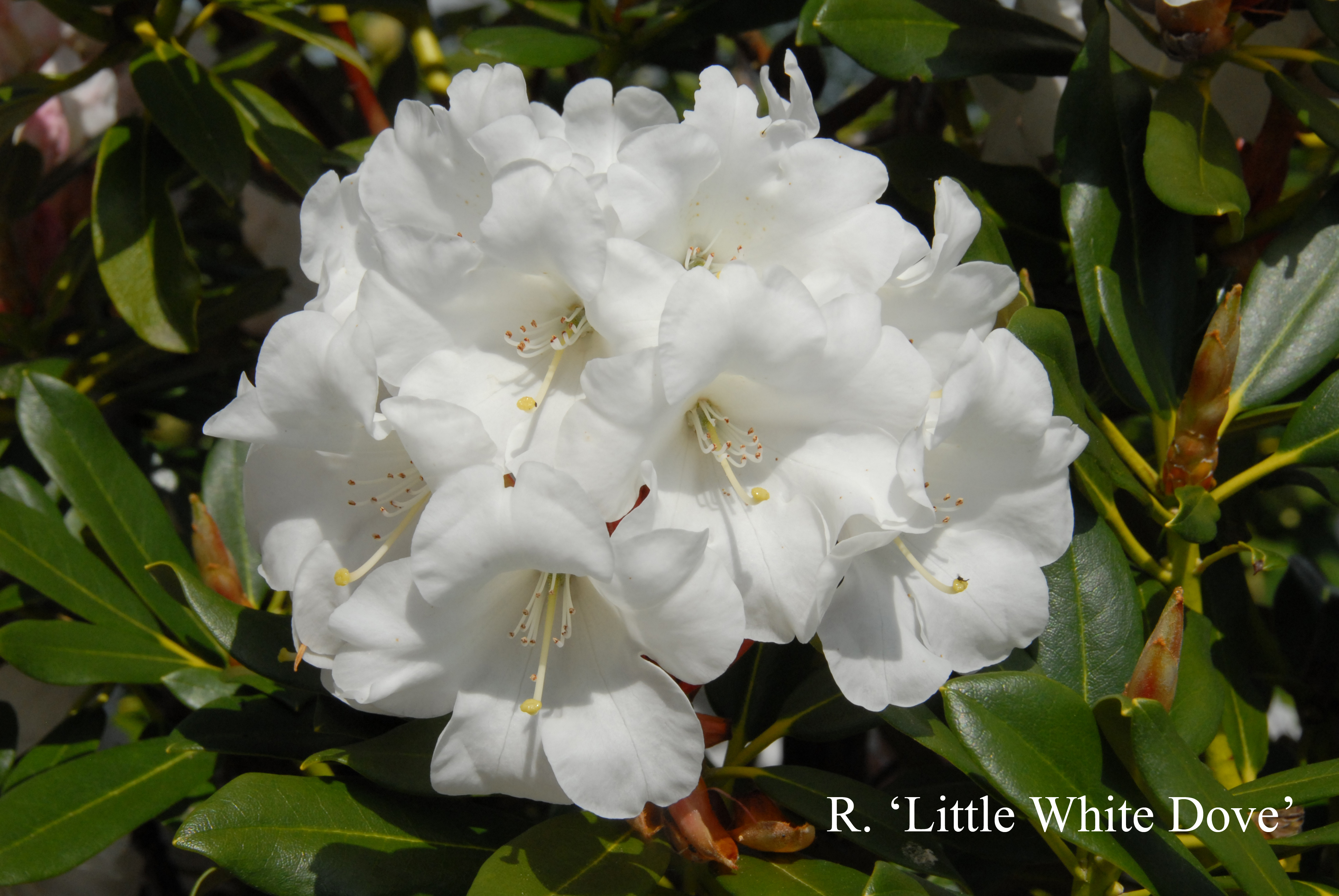 Rhododendron Little White Dove photo