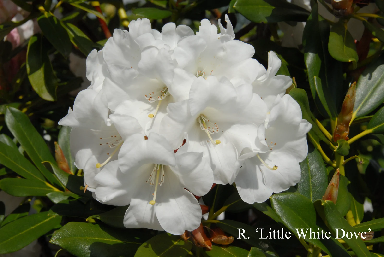 R. 'Little White Dove' photo of R. 'Little White Dove'. Location: Fearing's Farm Nursery, Abbotsford, BC, Canada. Photo by: Harold Fearing
