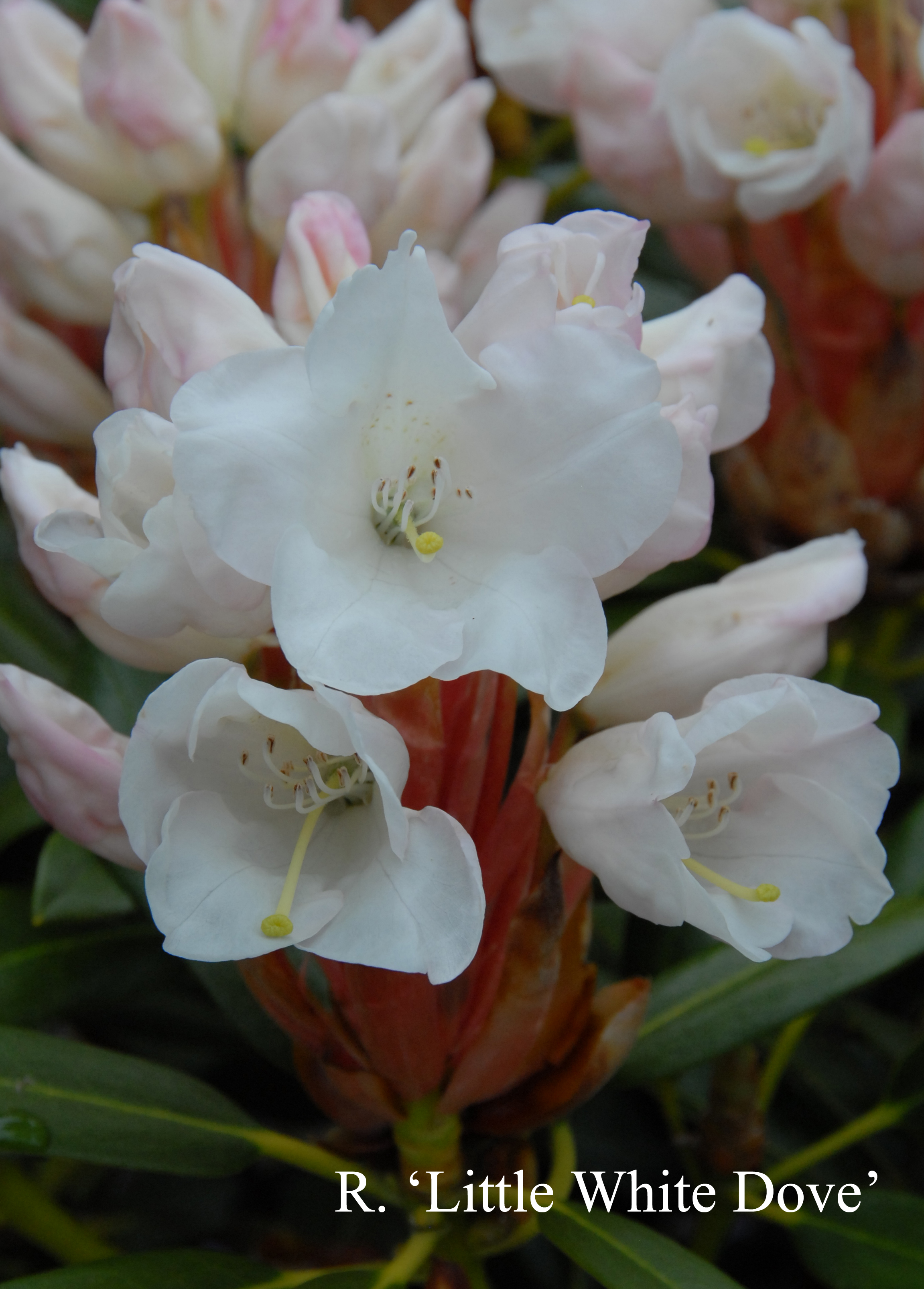 Rhododendron Little White Dove photo