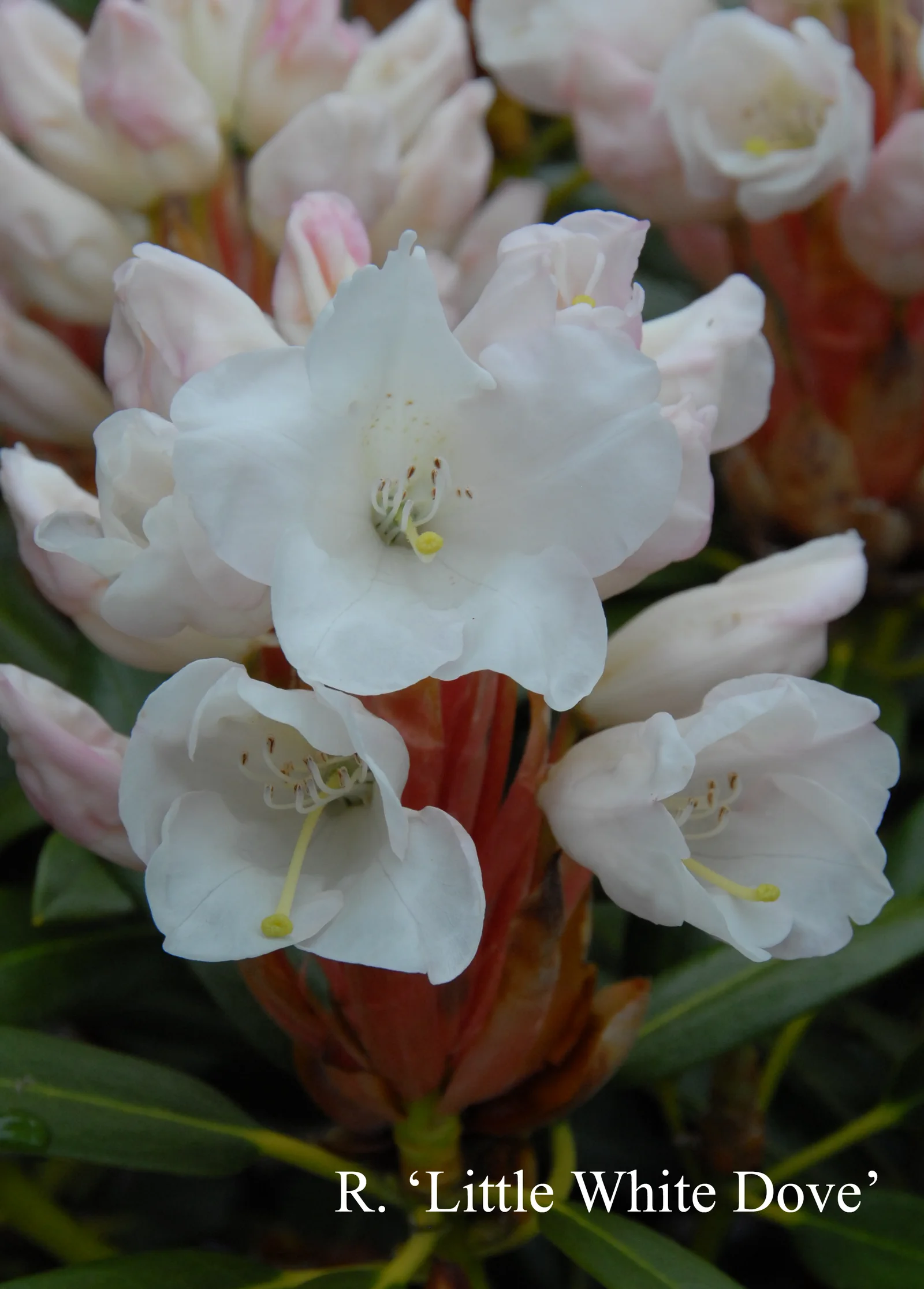 R. 'Little White Dove' photo of R. 'Little White Dove'. Location: Fearing's Farm Nursery, Abbotsford, BC, Canada. Photo by: Harold Fearing