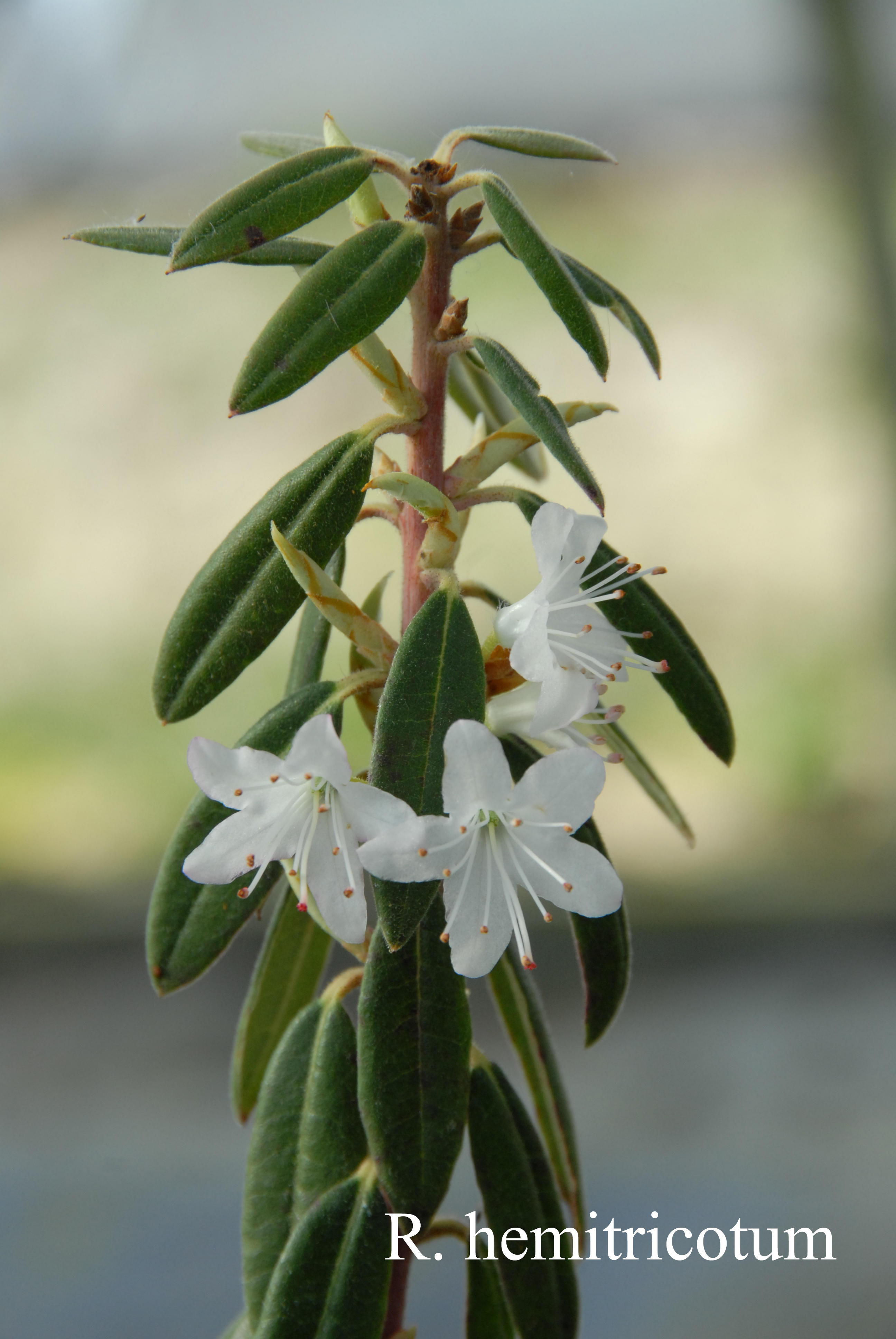 Rhododendron hemitrichotum photo