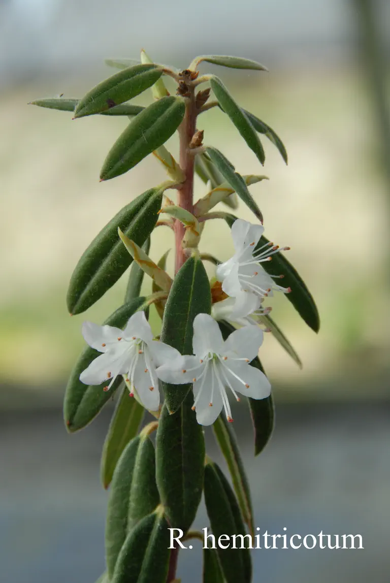 Photo of R. hemitrichotum, Species