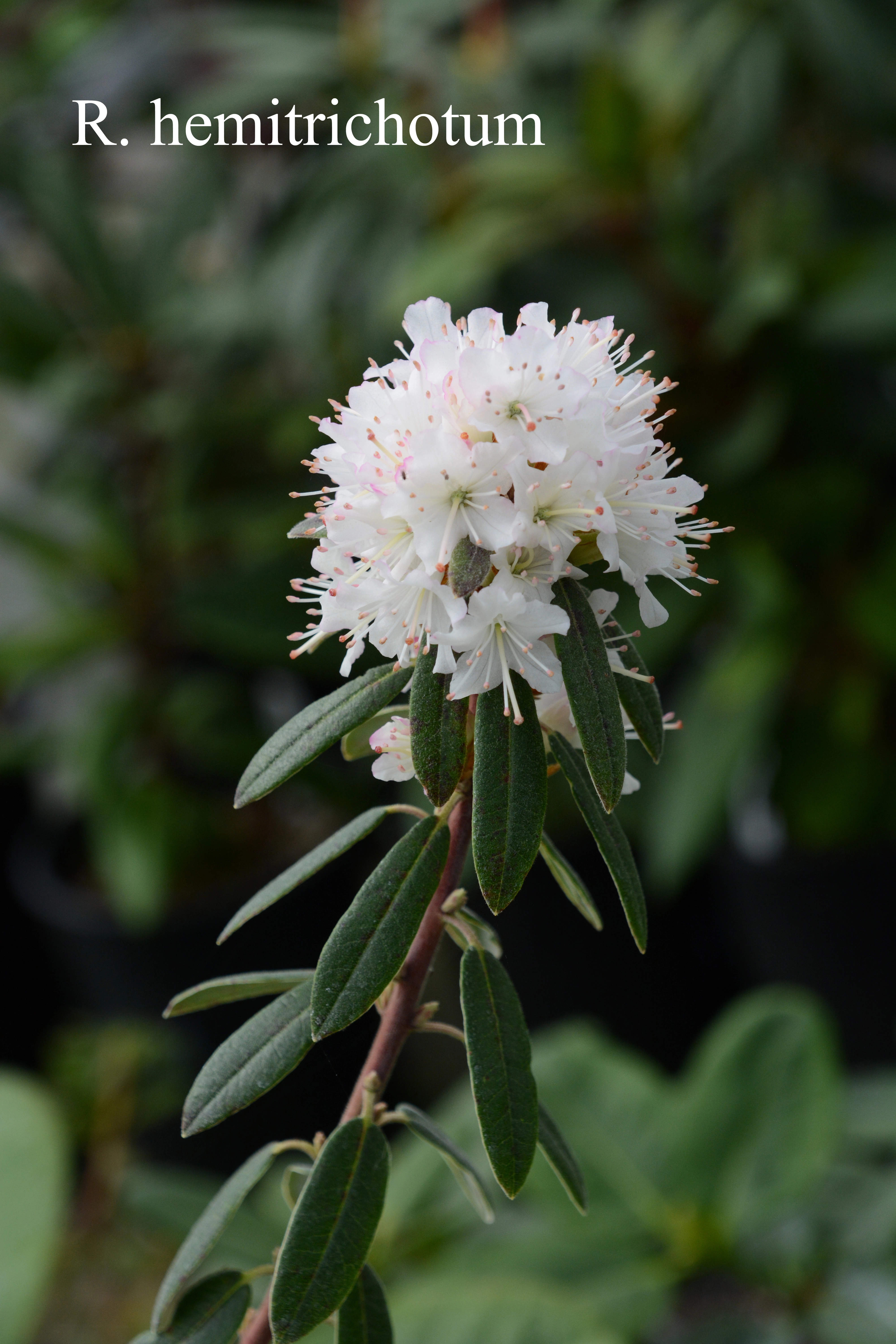 Rhododendron hemitrichotum photo