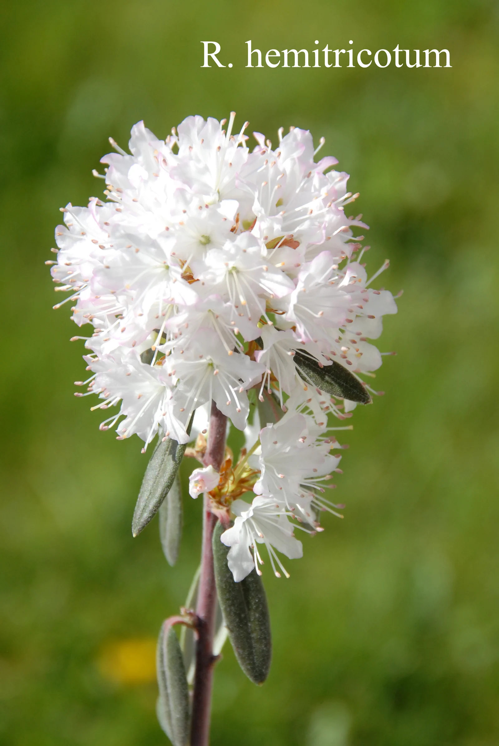R. hemitrichotum photo of R. hemitrichotum. Location: Fearing's Farm Nursery, Abbotsford, BC, Canada. Photo by: Harold Fearing