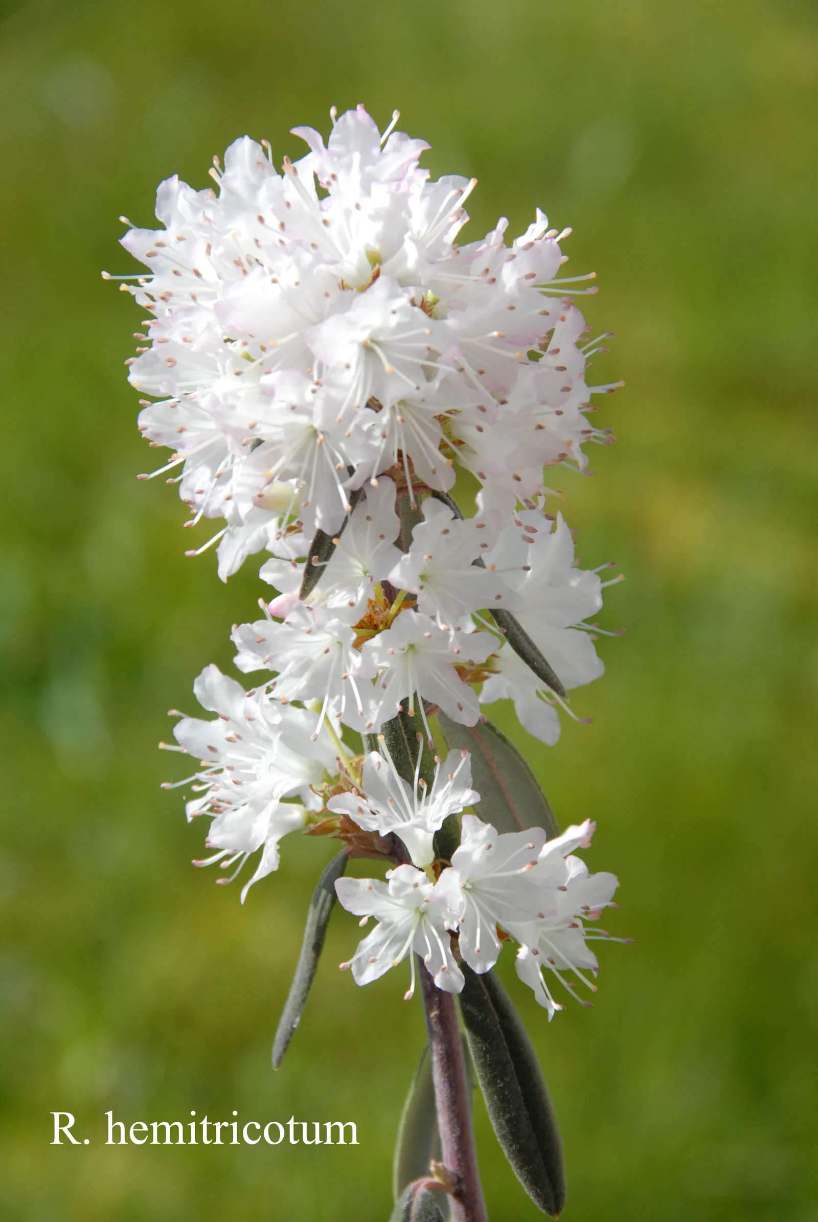 R. hemitrichotum photo of R. hemitrichotum. Location: Fearing's Farm Nursery, Abbotsford, BC, Canada. Photo by: Harold Fearing