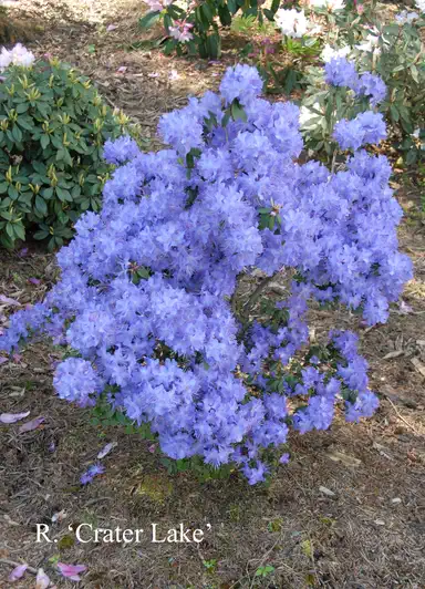 Photo of R. 'Crater Lake', Rhododendron Hybrid