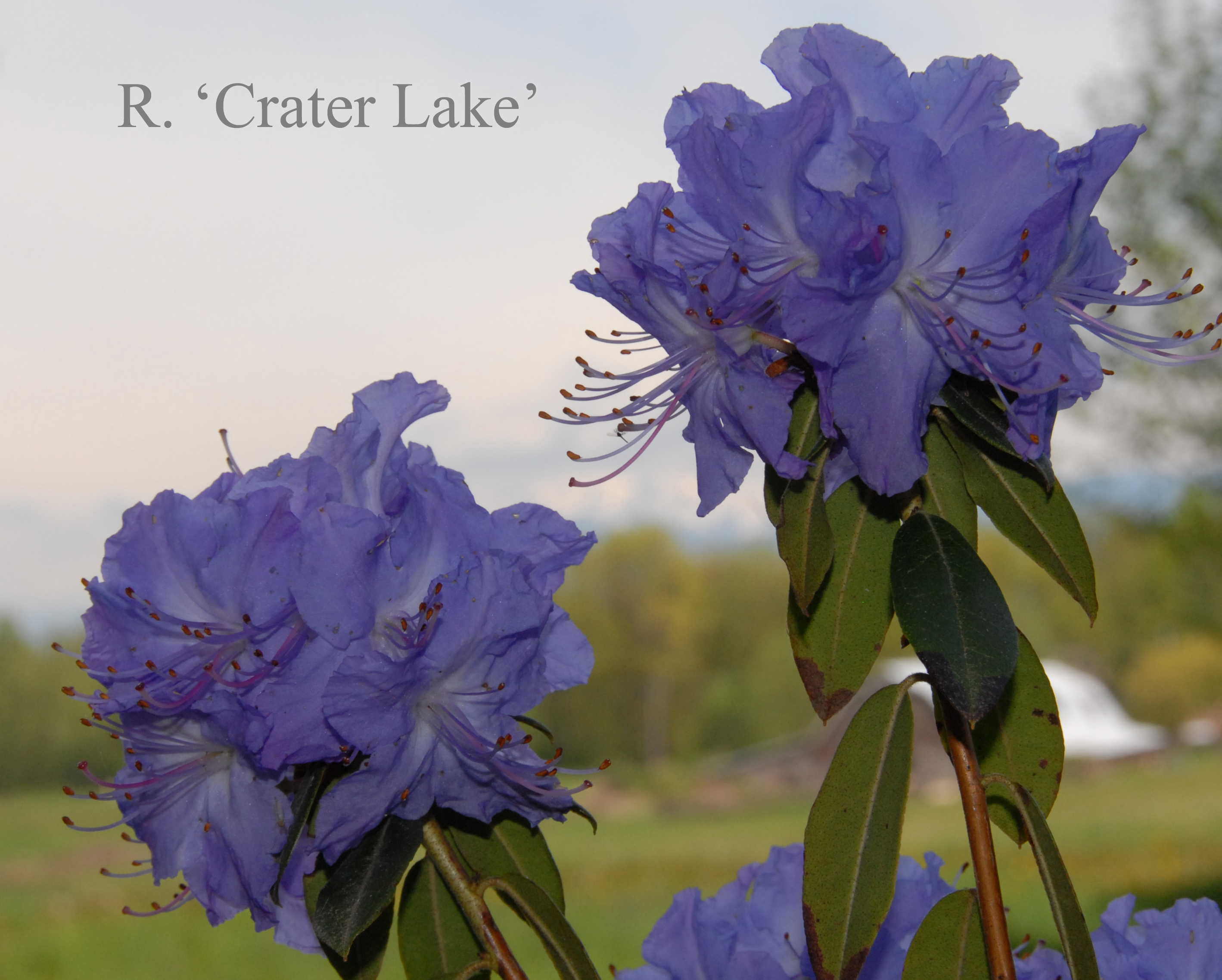 Rhododendron Crater Lake photo