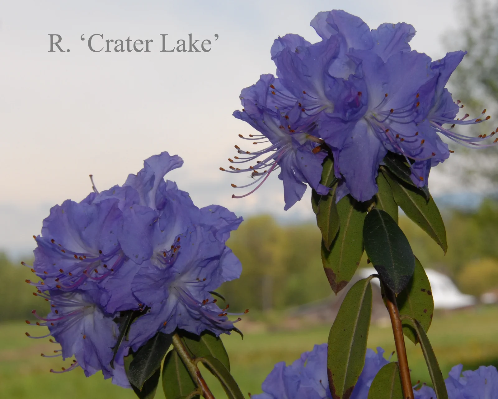 R. 'Crater Lake' photo of R. 'Crater Lake'. Location: Fearing's Farm Nursery, Abbotsford, BC, Canada. Photo by: Harold Fearing