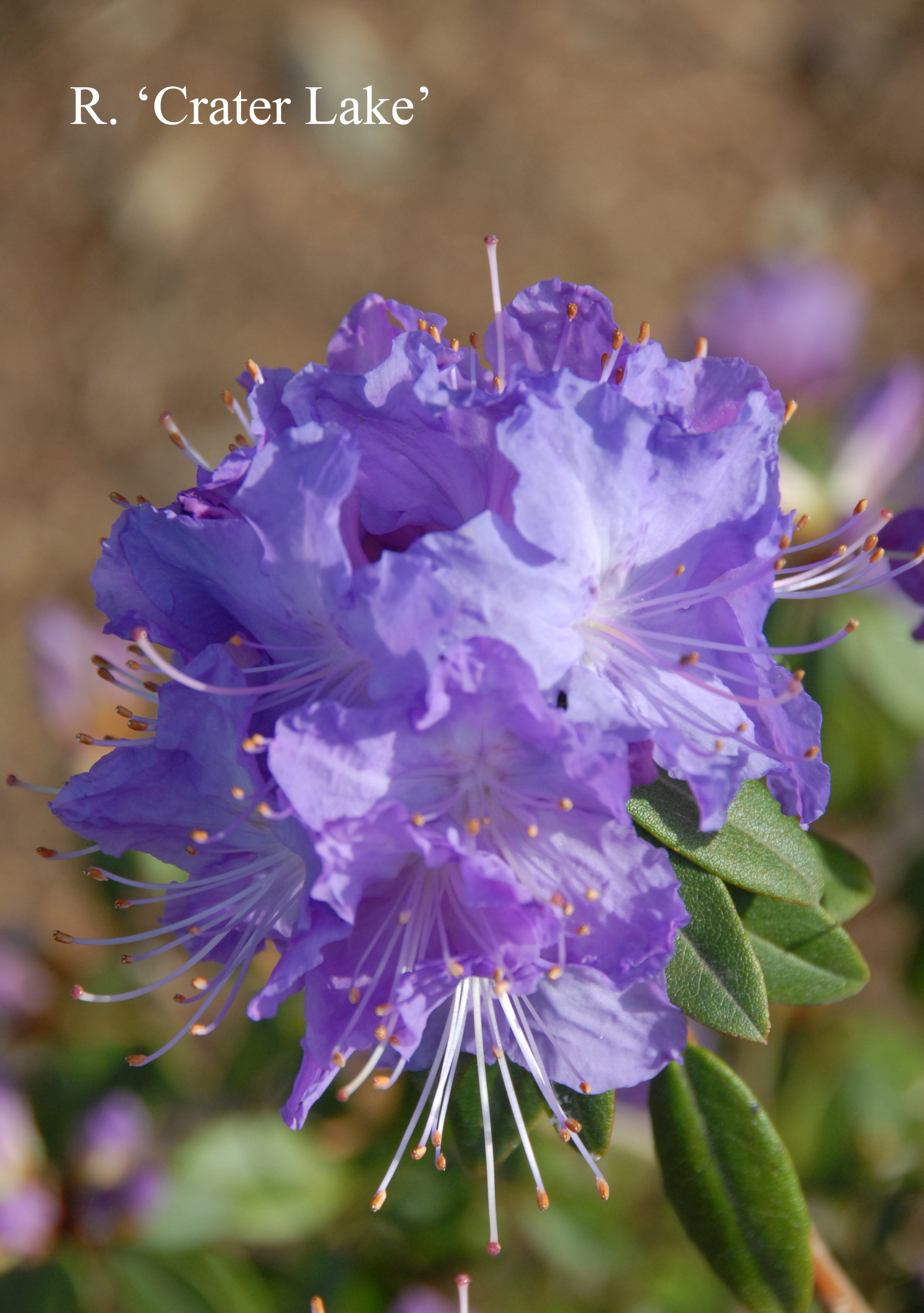 Rhododendron Crater Lake photo
